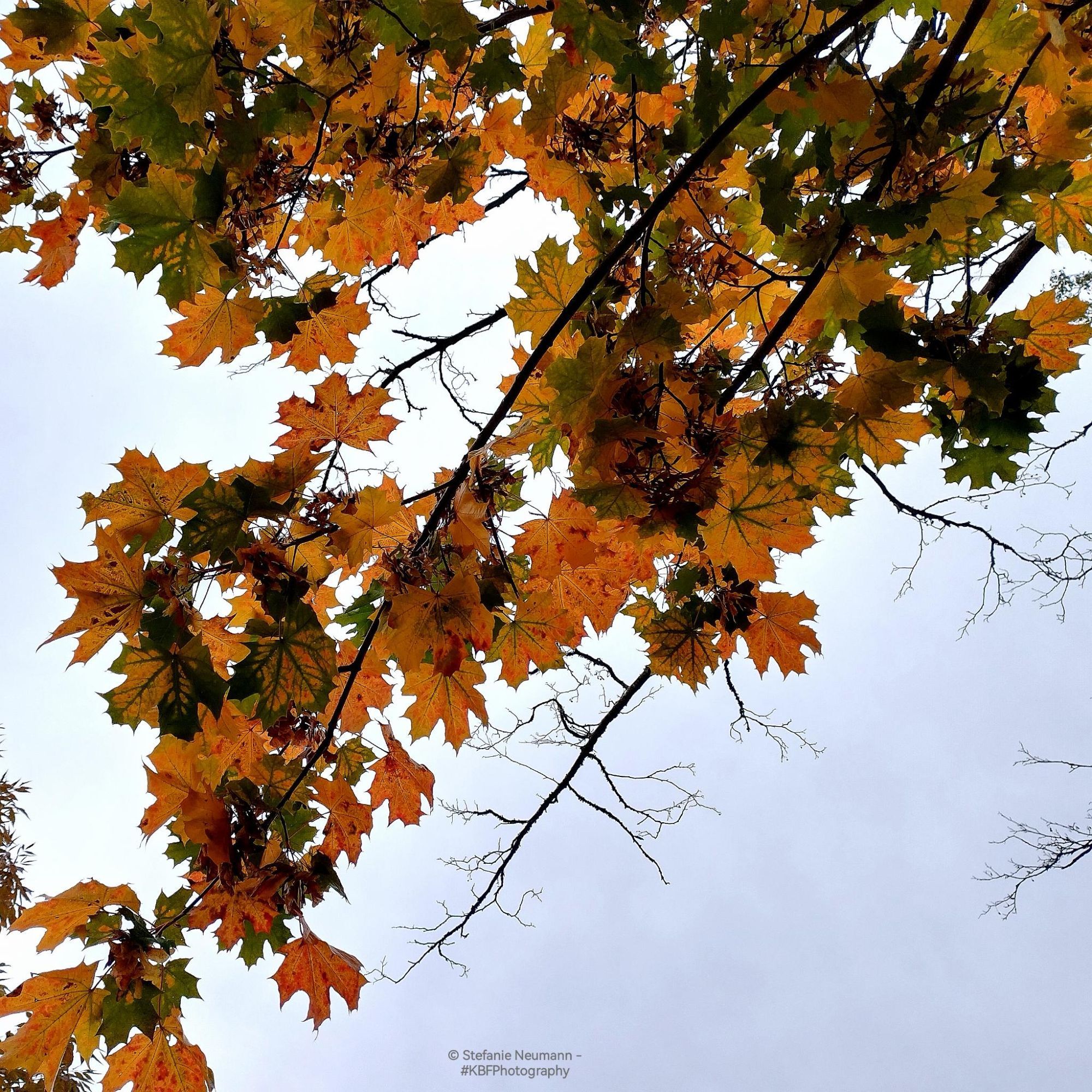 A maple branch with leaves turning yellow, and orange.