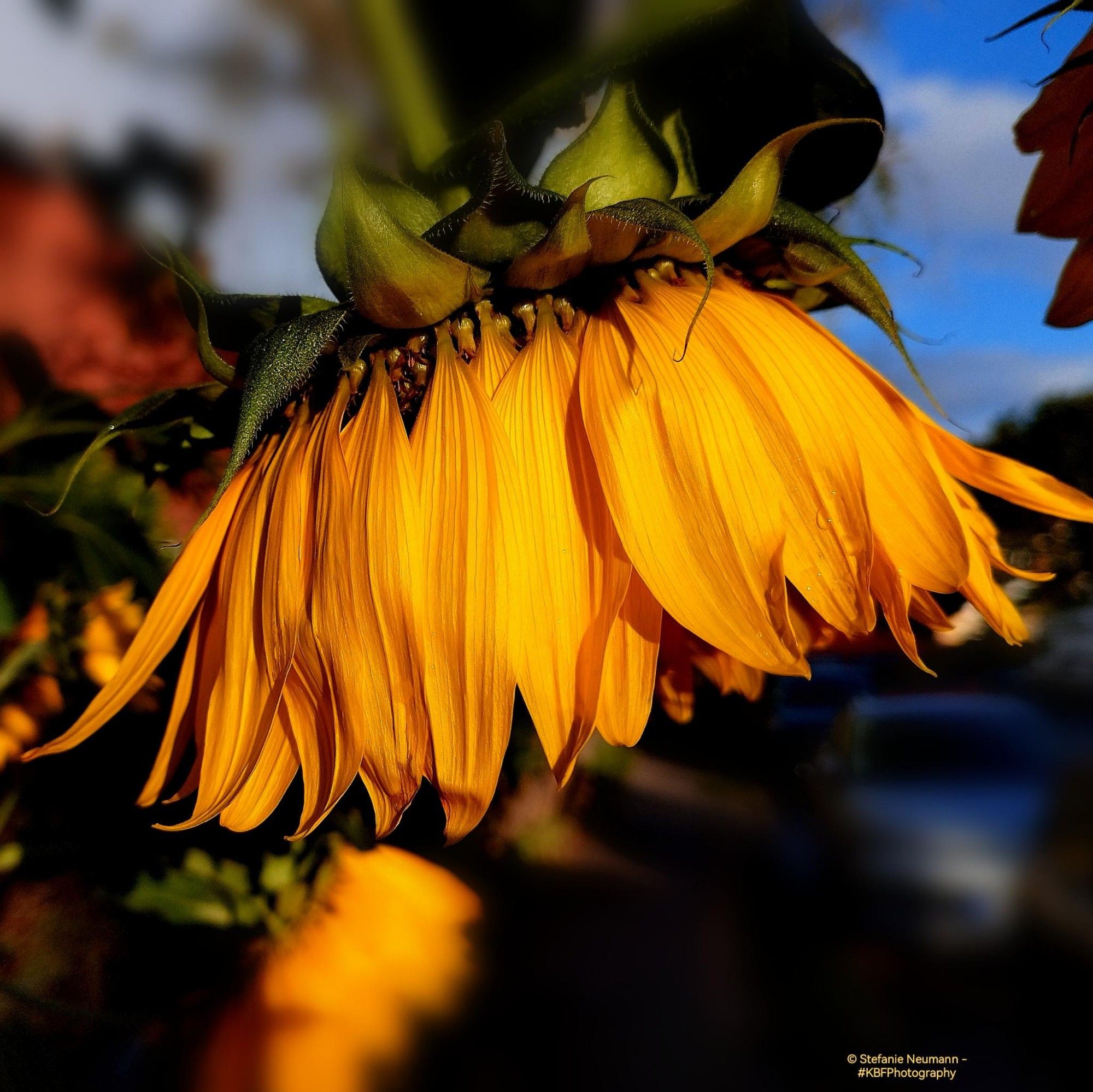 A close-up of yellow sunflower blossom in profile.