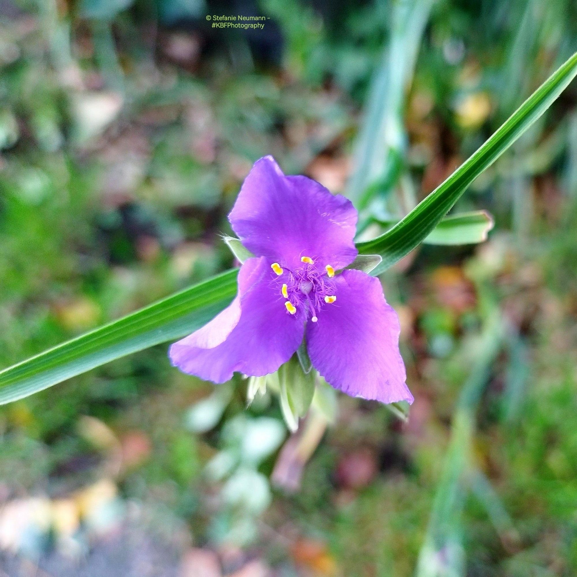 A close-up of lilac-coloured bell flower.