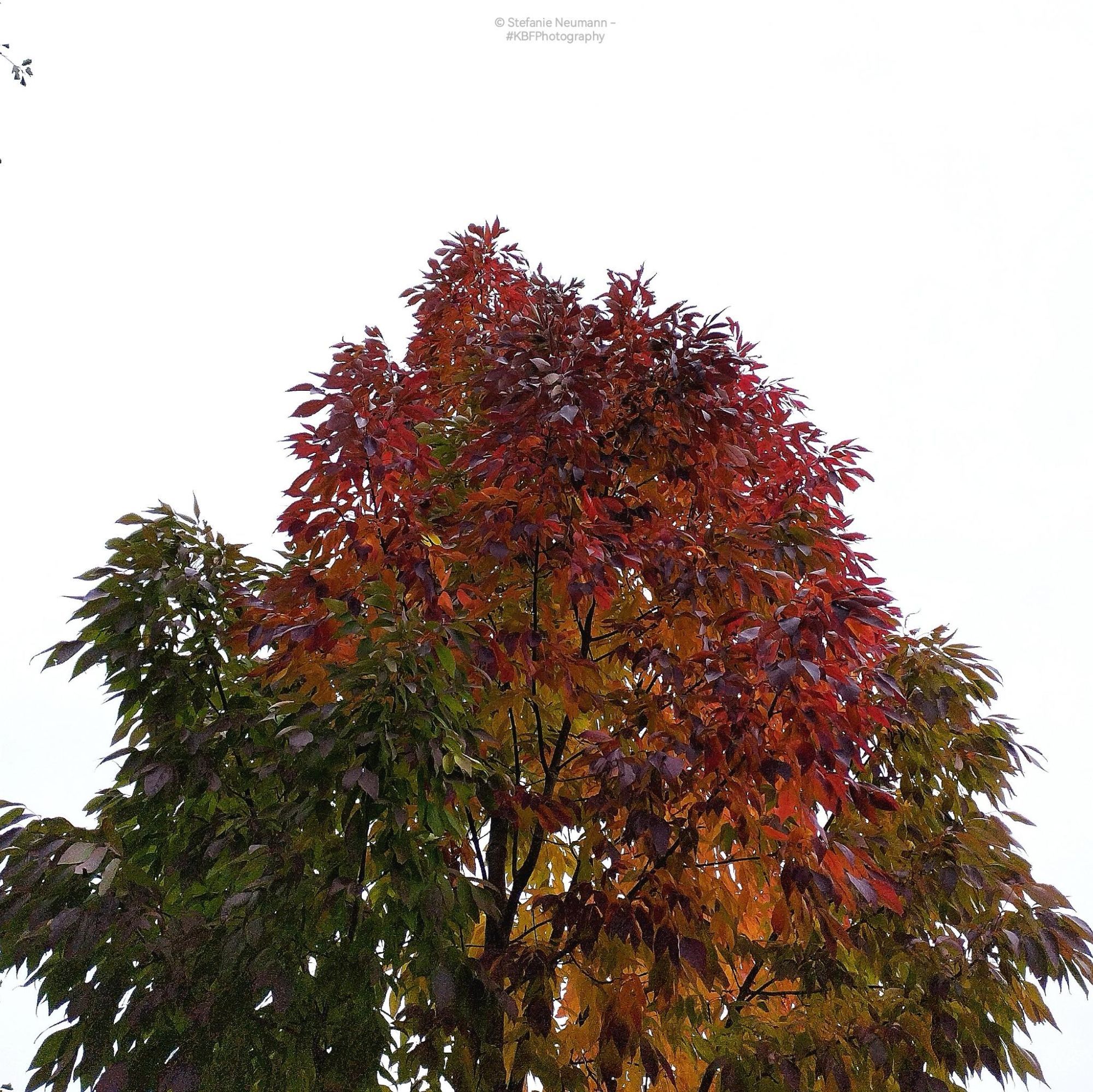 A tree canopy with leaves turning dark red.