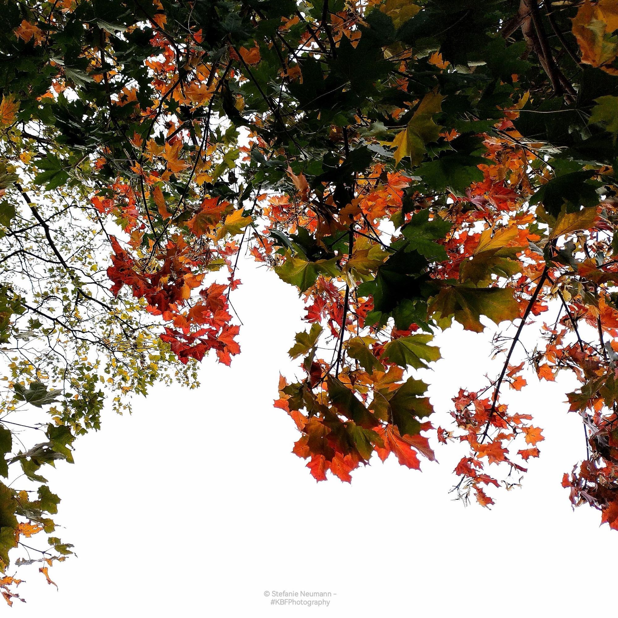 A maple canopy with leaves turning orange, and red.