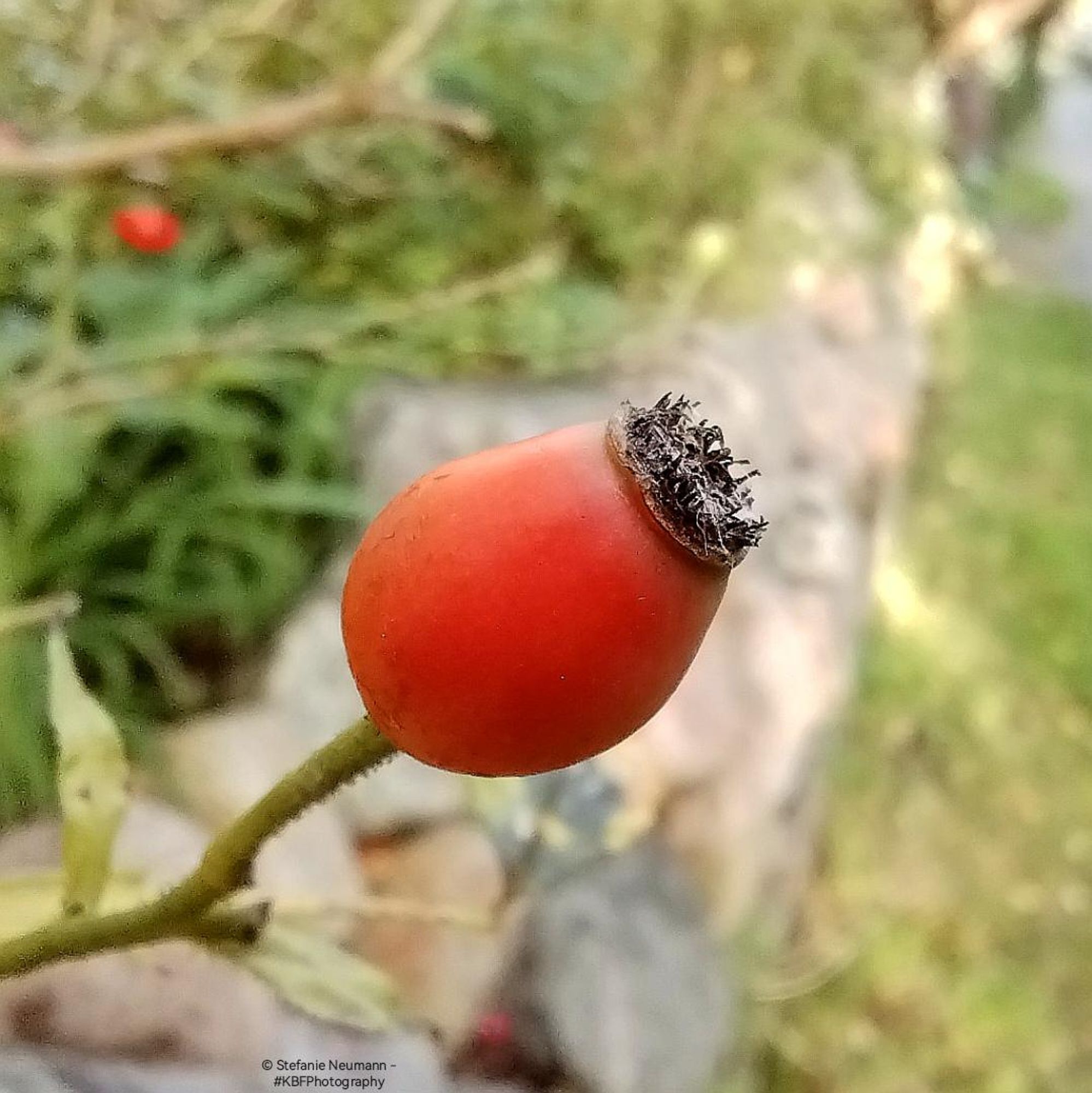 A close-up of a reddening rose hip.