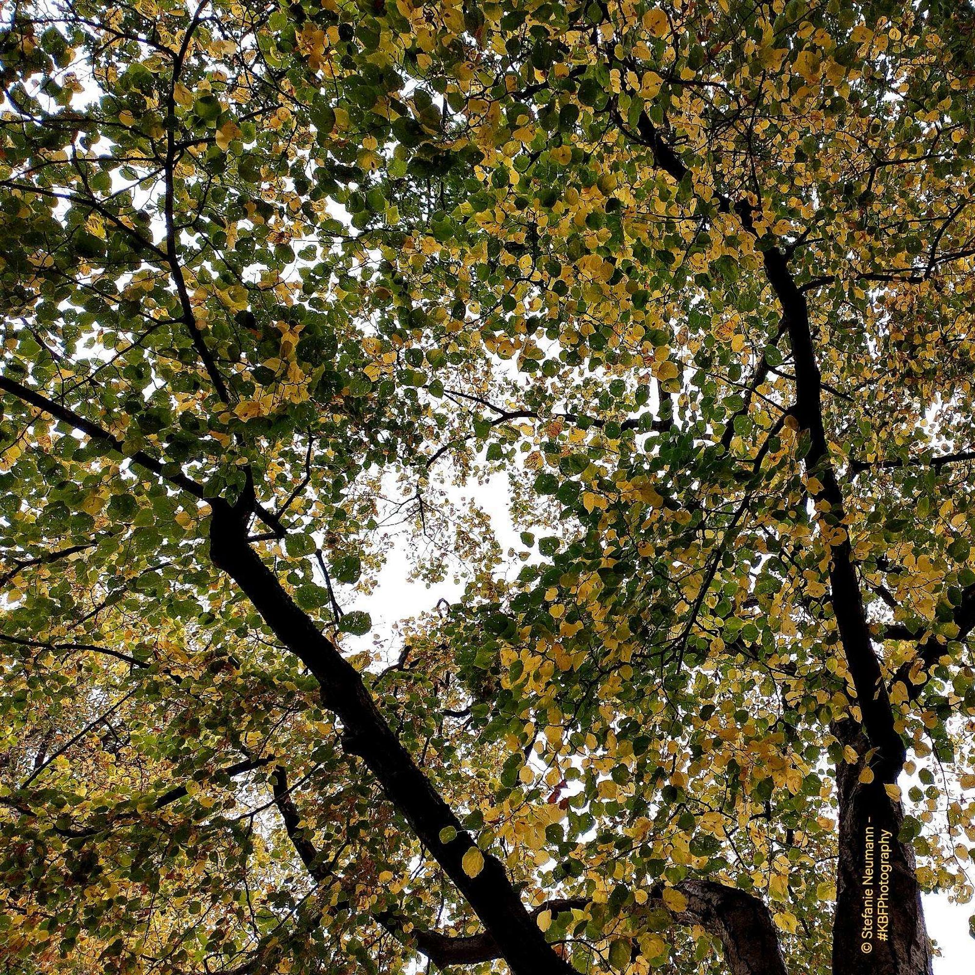 A linden canopy with green, and yellow leaves.