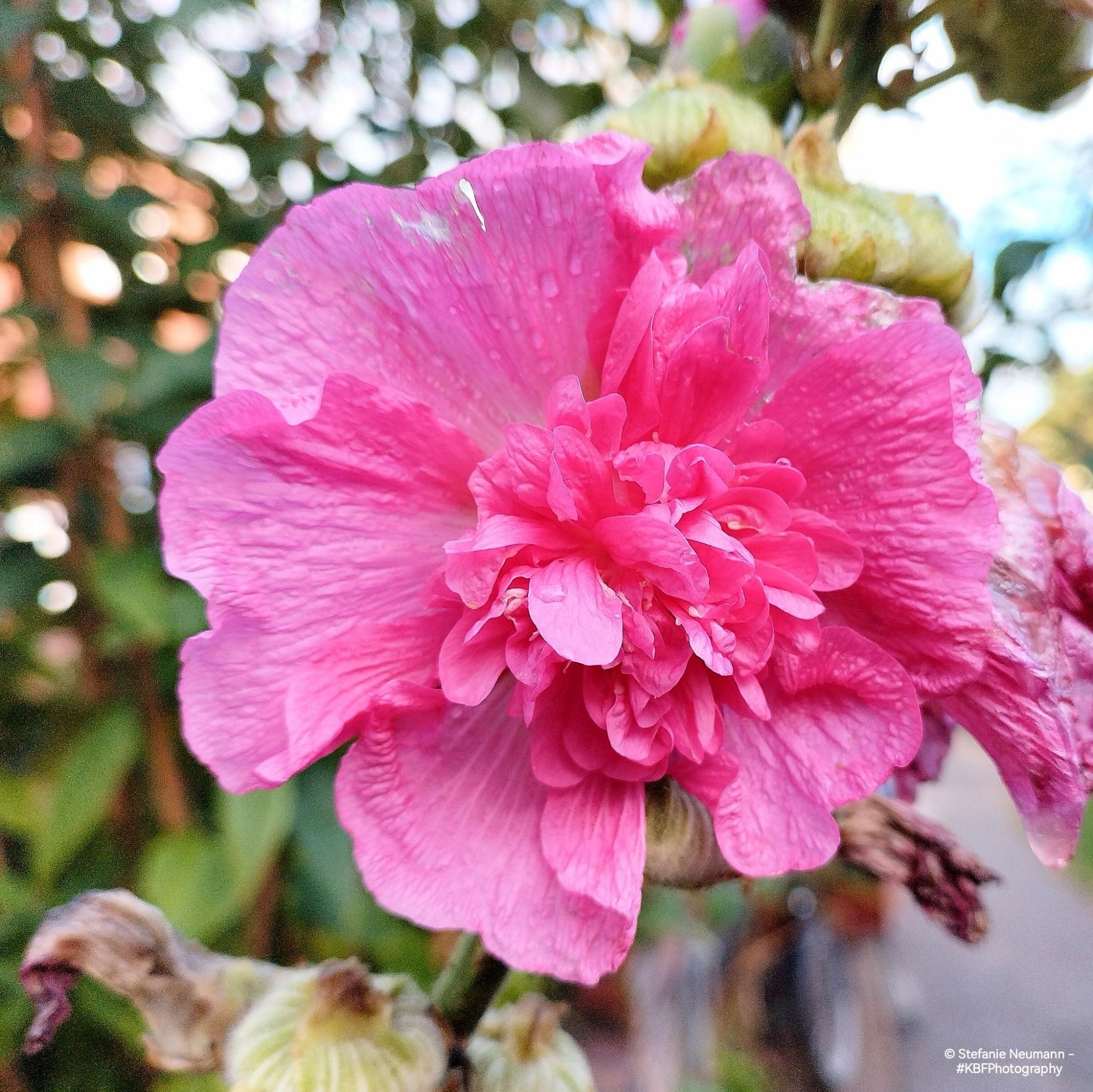 A close-up of a filled, pink hollyhock flower.