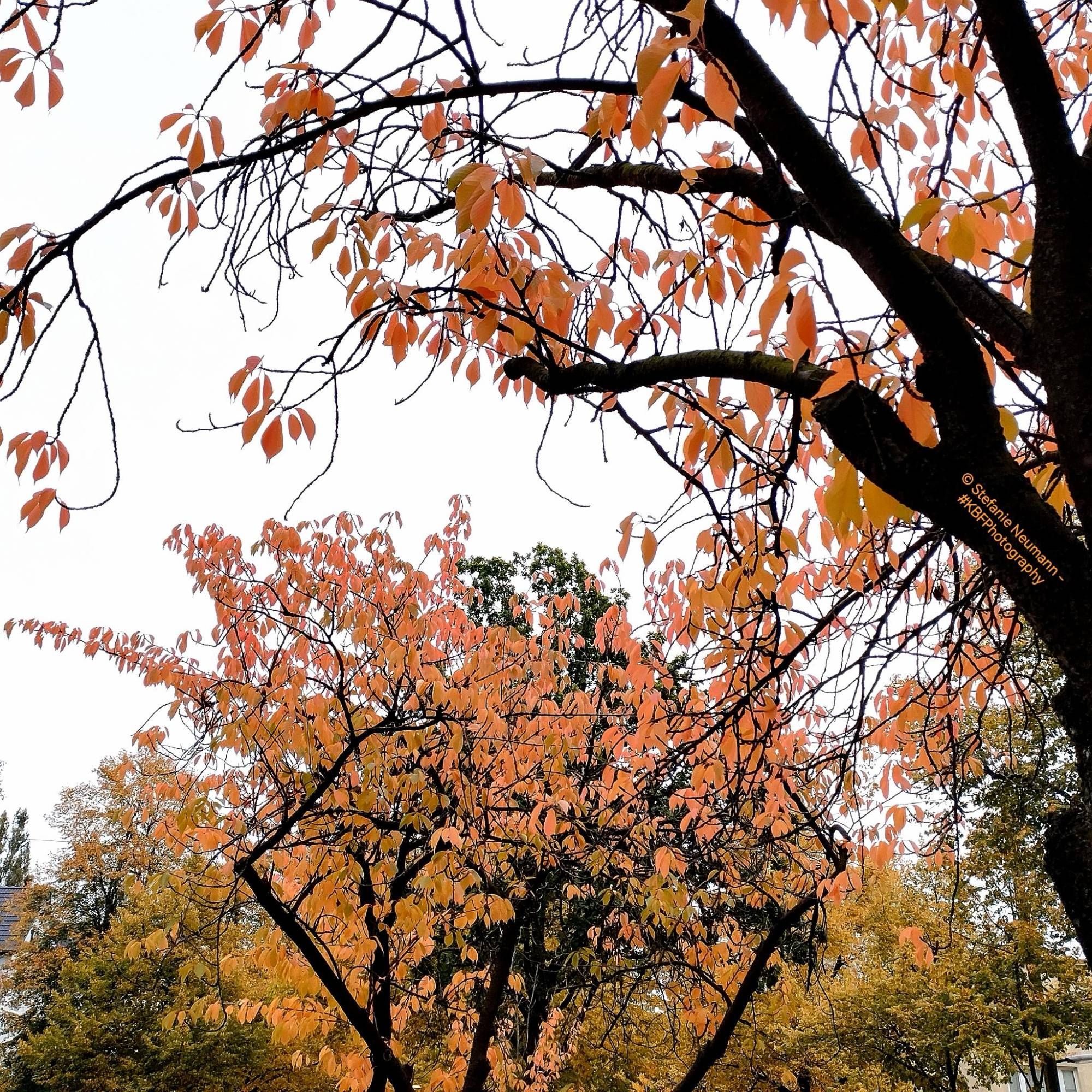 Japanese cherry tree canopies turning orange.