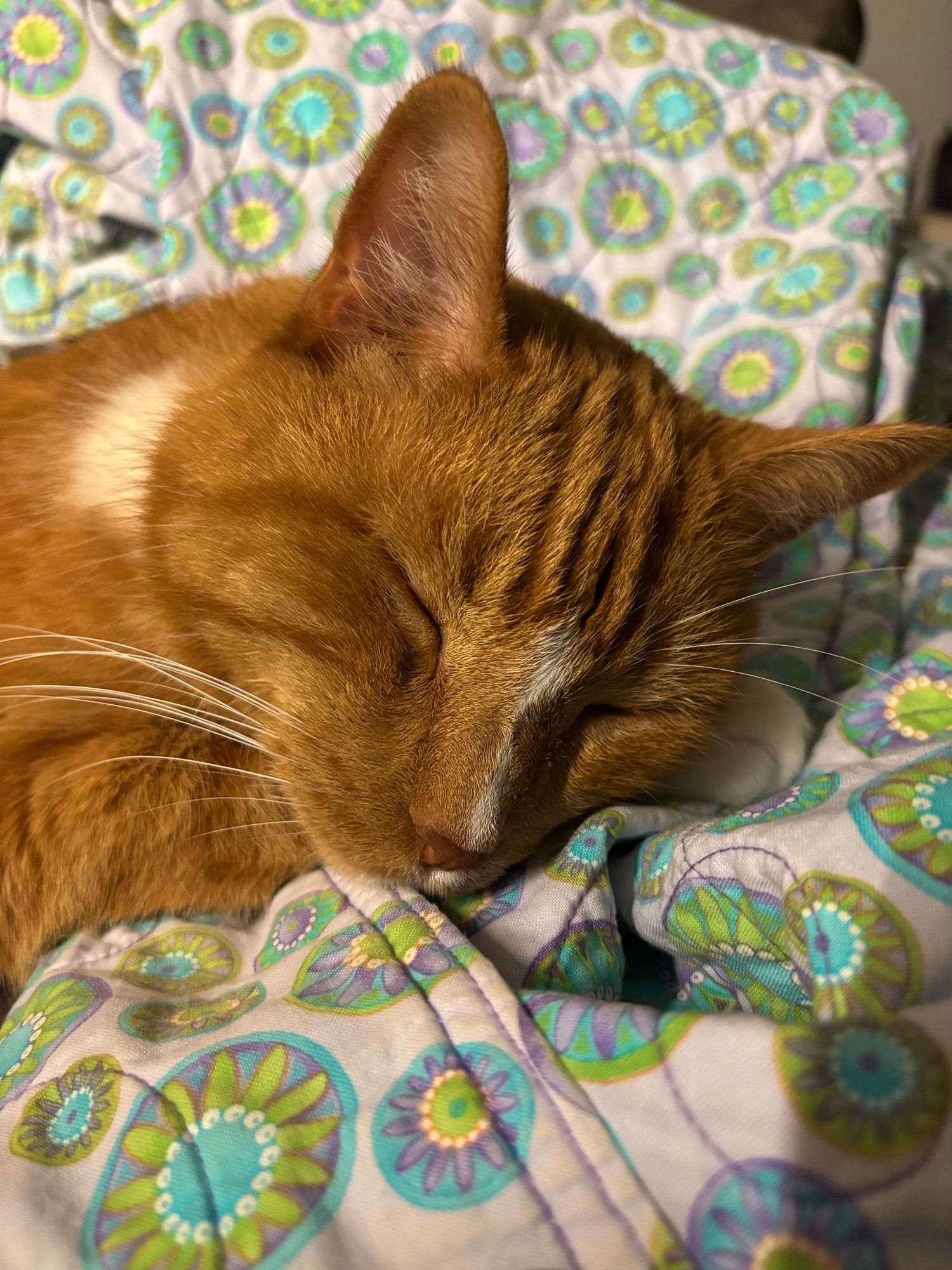 An orange cat with a white stripe down his nose naps with his head on his front paws