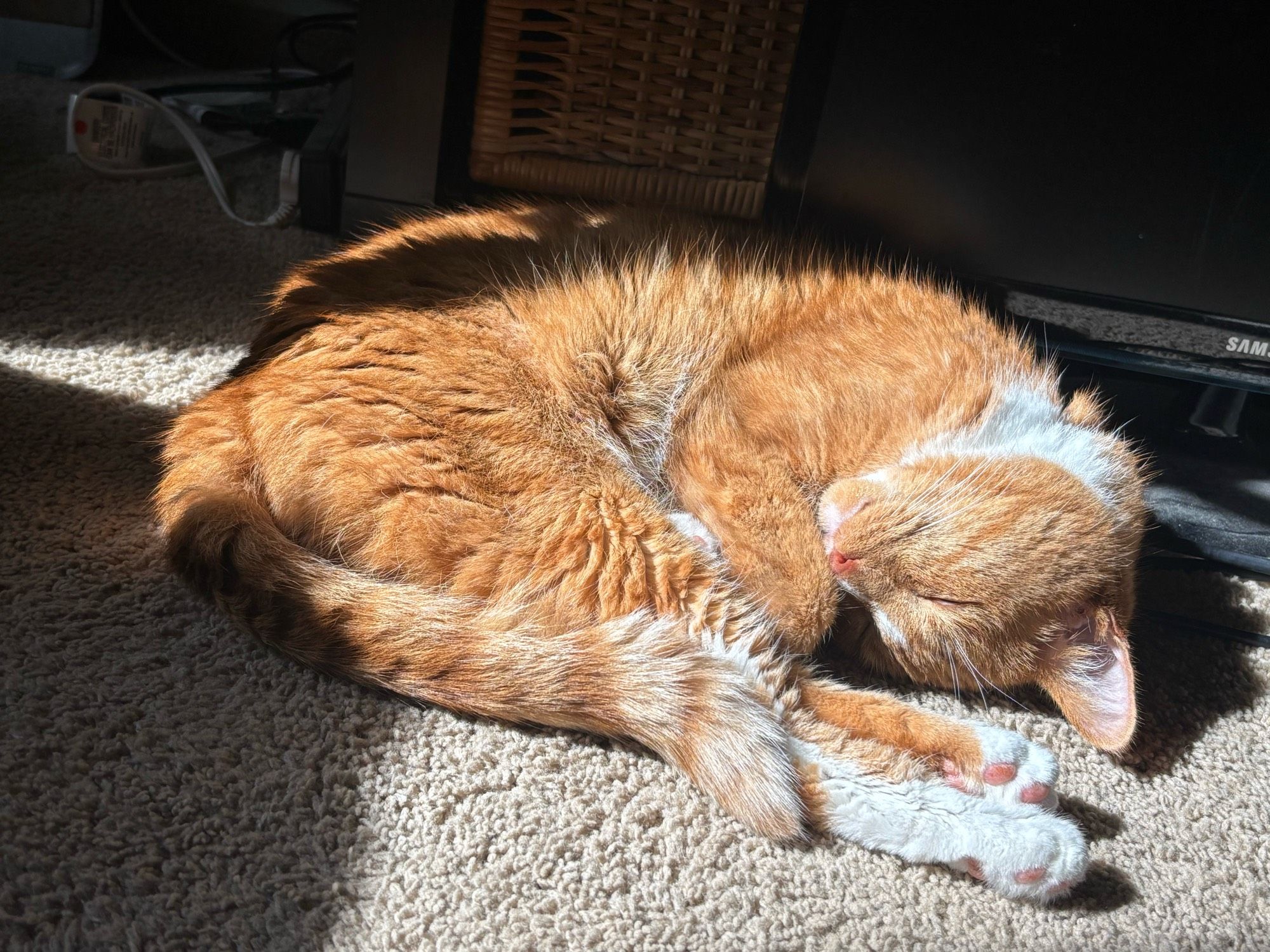 An orange cat with white paws curled up in shrimp pose napping in the sun