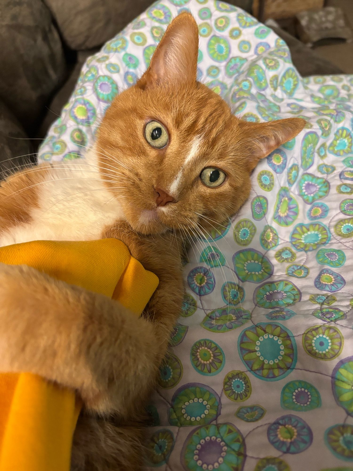 An orange cat with a white stripe down his nose and white chest lying on his back holding the yellow sleeve of the photographer’s hoodie. His green eyes are wide and he is preparing to chomp.