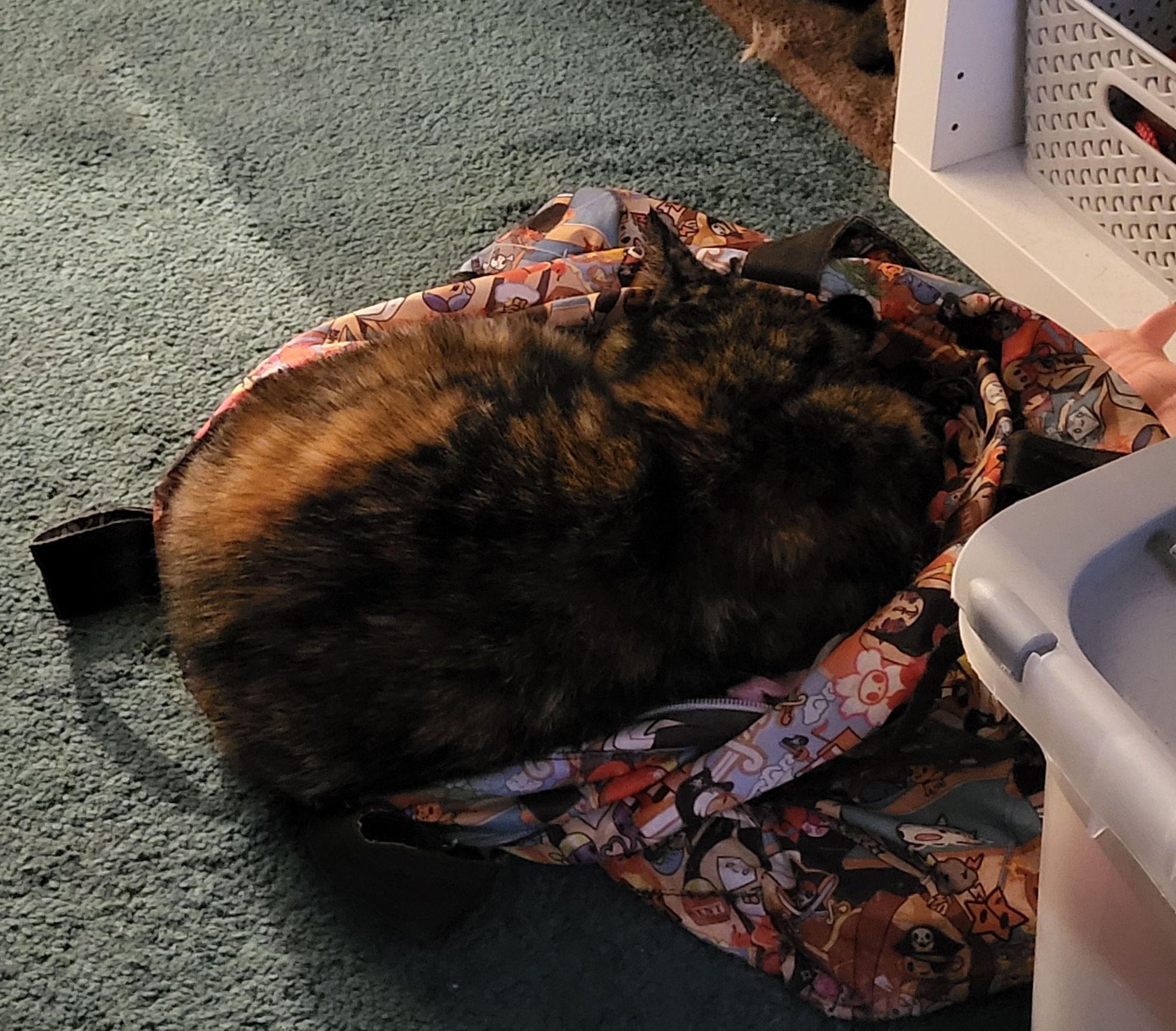 Ripley the tortoiseshell cat is curled up in a colourful patterned bag on the floor having a snooze