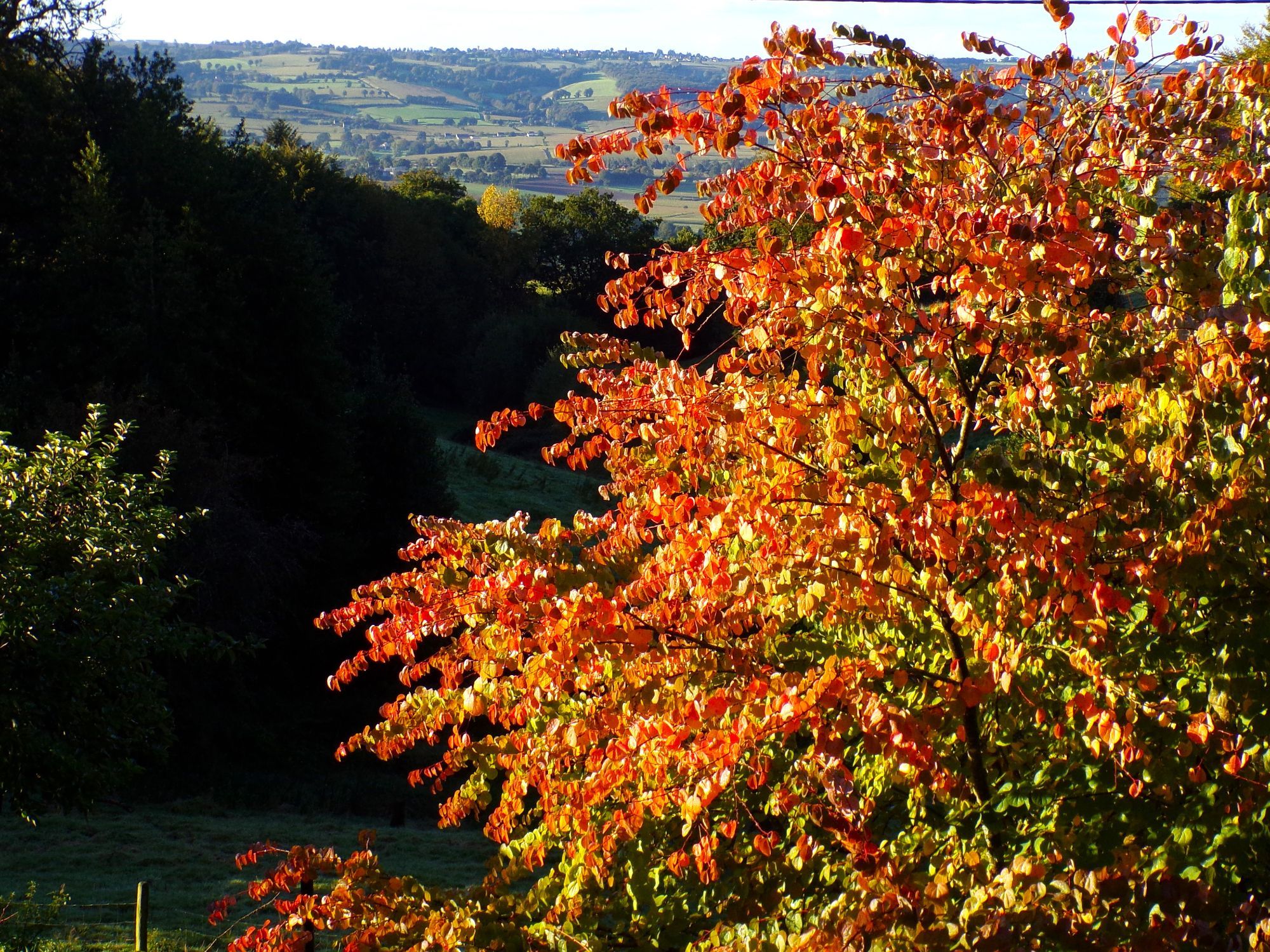 Vibrant Katsura tree with orange, red, and yellow leaves against a distant landscape of fields and hills. When the Katsura tree (Cercidiphyllum japonicum) drops its leaves in autumn, on cold days there's a scent of burnt sugar on the air.