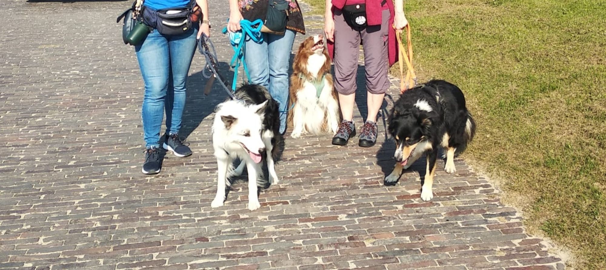 3 Hunde und im Hintergrund unsere Beine