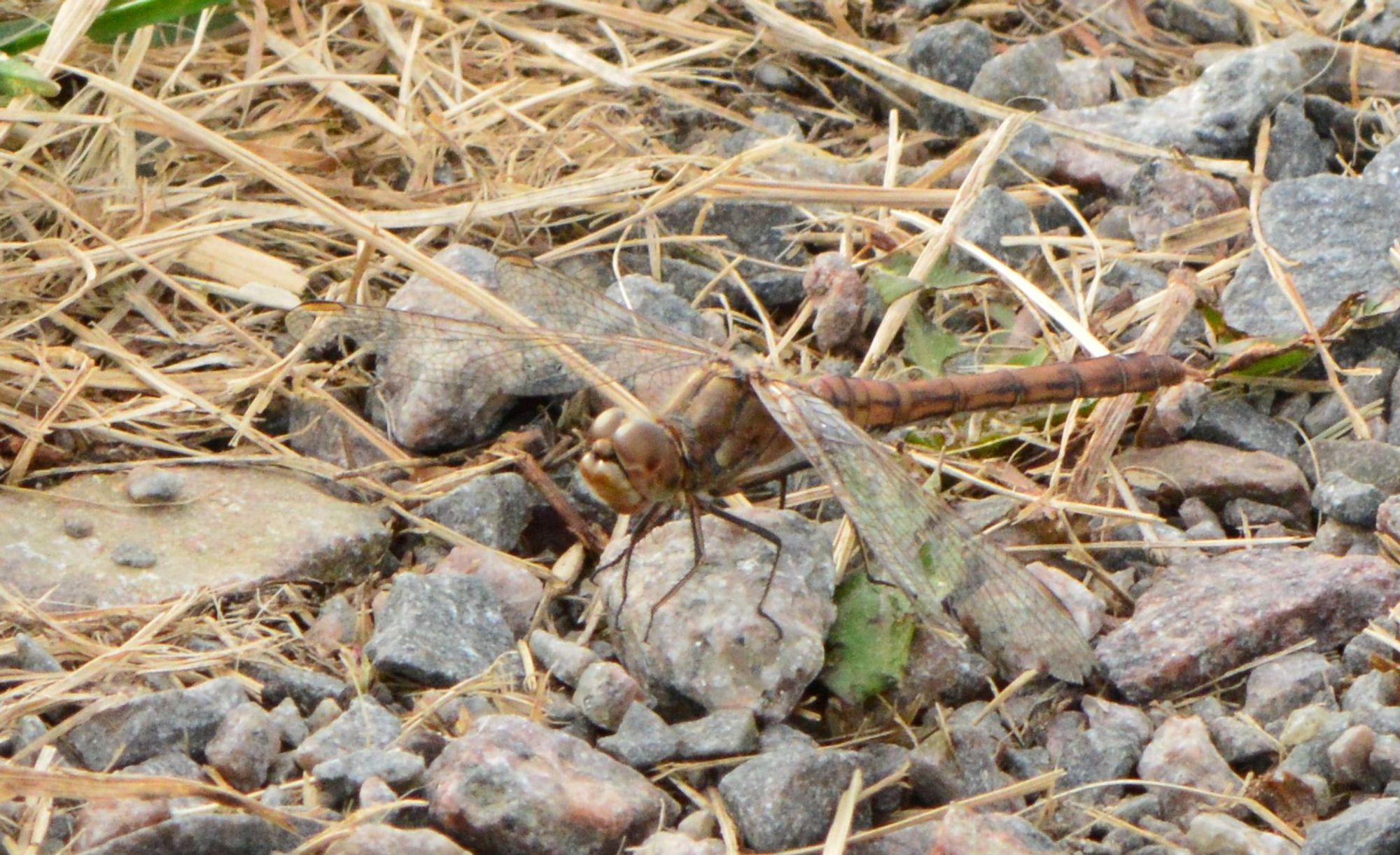 A brown dragonfly sitting on pebbles with some dead grass among them.