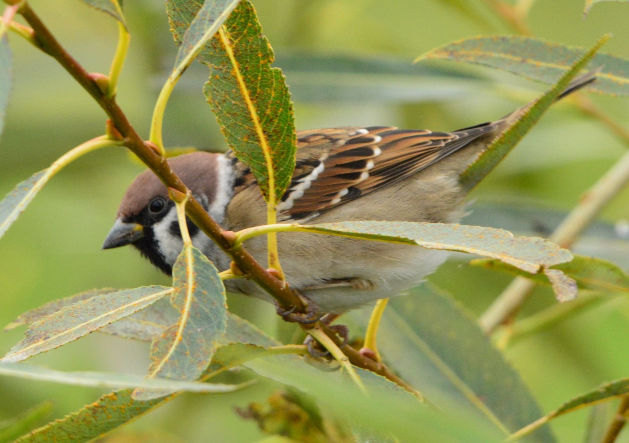 A beige, black and brown little bird sitting on a branch with lots of long, narrow leaves, peeking around the branch towards the camera.