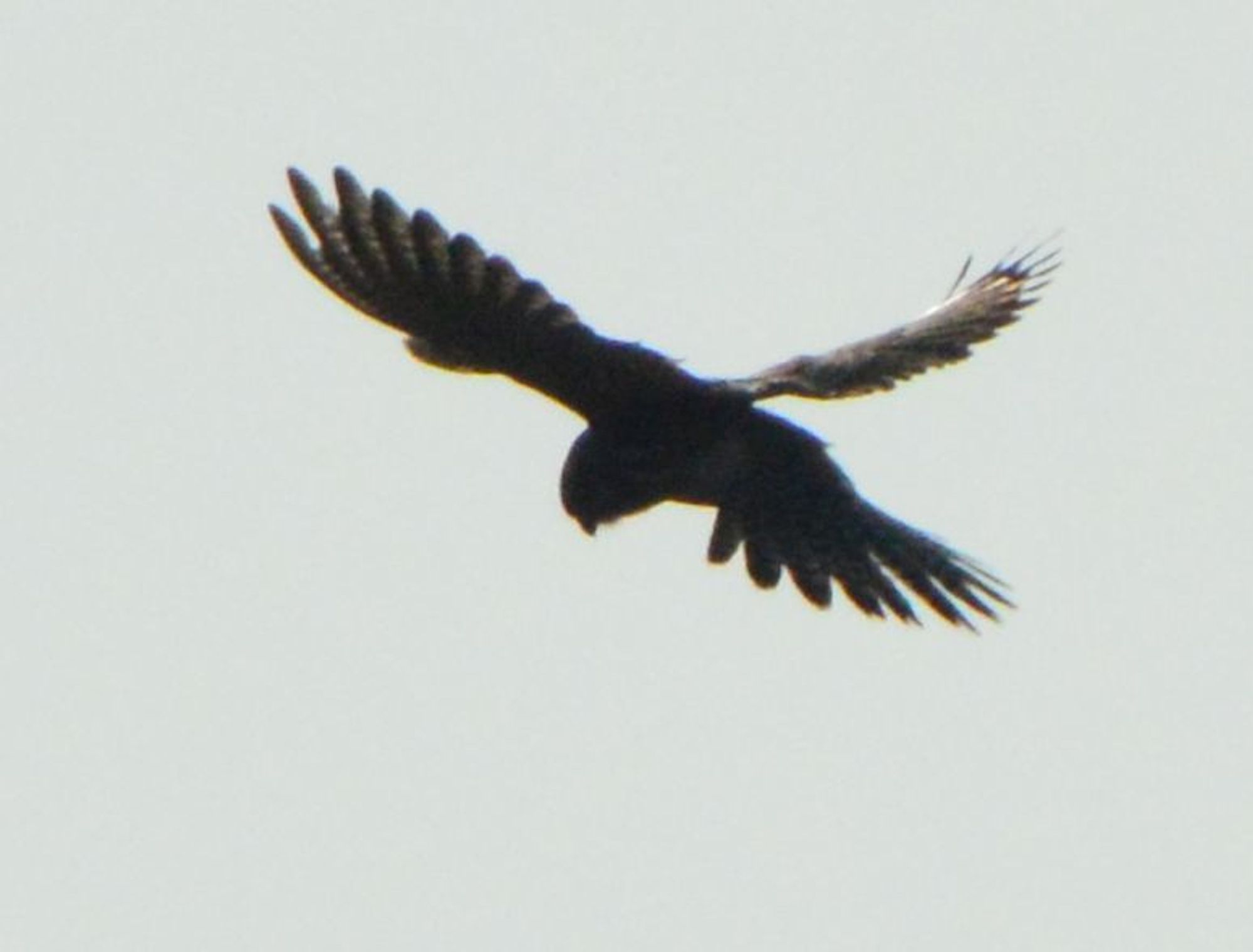 A bird of prey with a small beak, hovering in mid air with its tail fanned out and wings spread, looking down at the ground. The bird is silhouetted against a bright misty white sky.