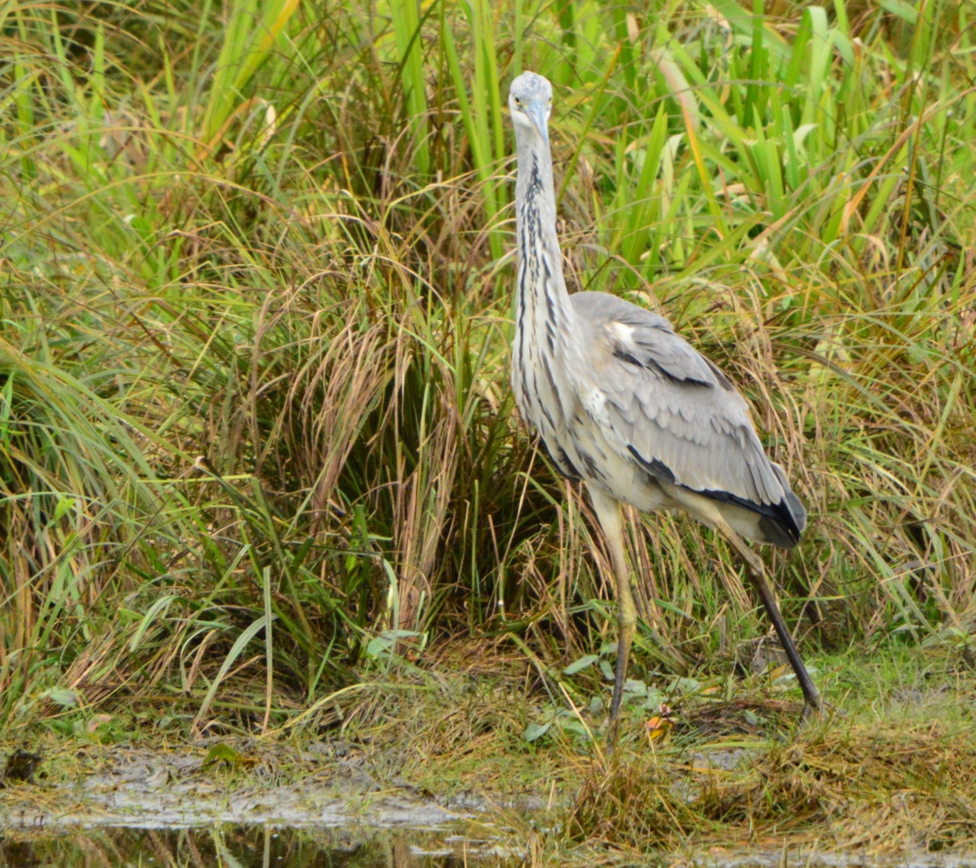 A large grey bird with long legs and long neck walking along a pool of water, with long reeds or grasses in the background.