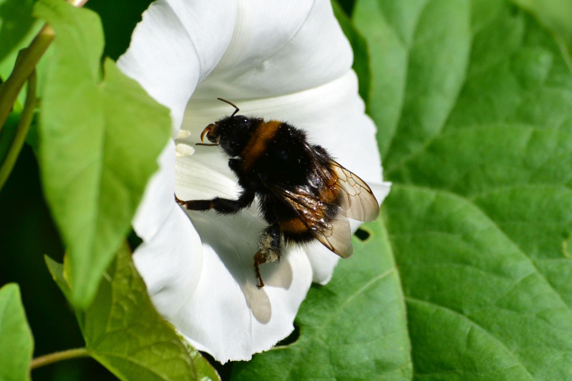 A black and orange bumblebee sitting on a white funnel-shaped flower. The bee has white pollen on its hind legs.