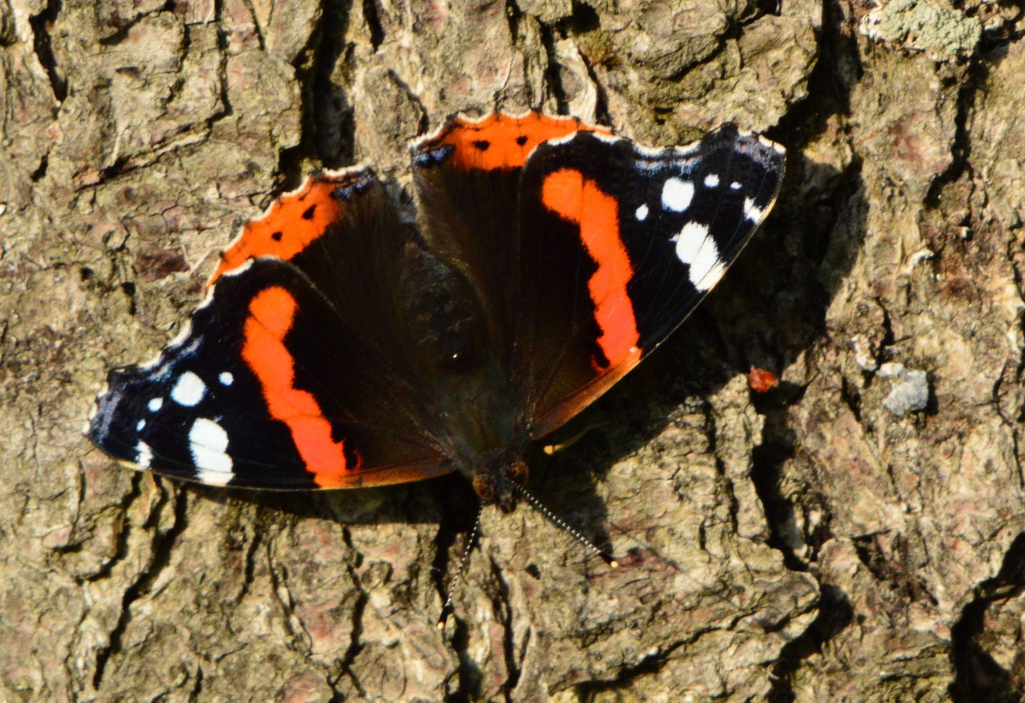 A butterfly with (from the body towards the tips) brown, orange and black wings with white dots on the wing tips, sitting on the bark of a tree trunk, head down.