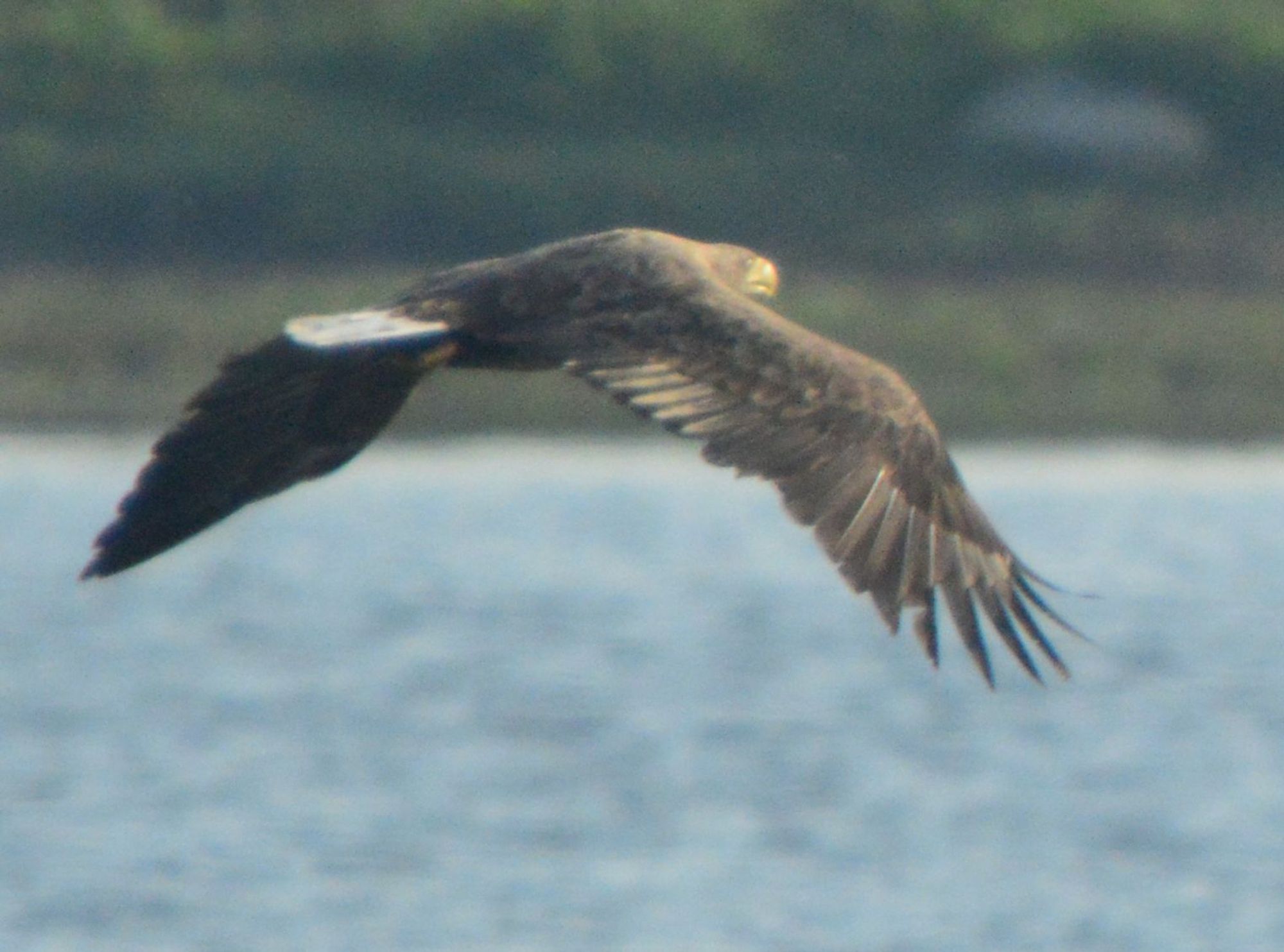 A big mottled brown eagle with white tail, flying left to right over a lake, the wings on the down stroke. The opposite side of the lake is visible in the background.