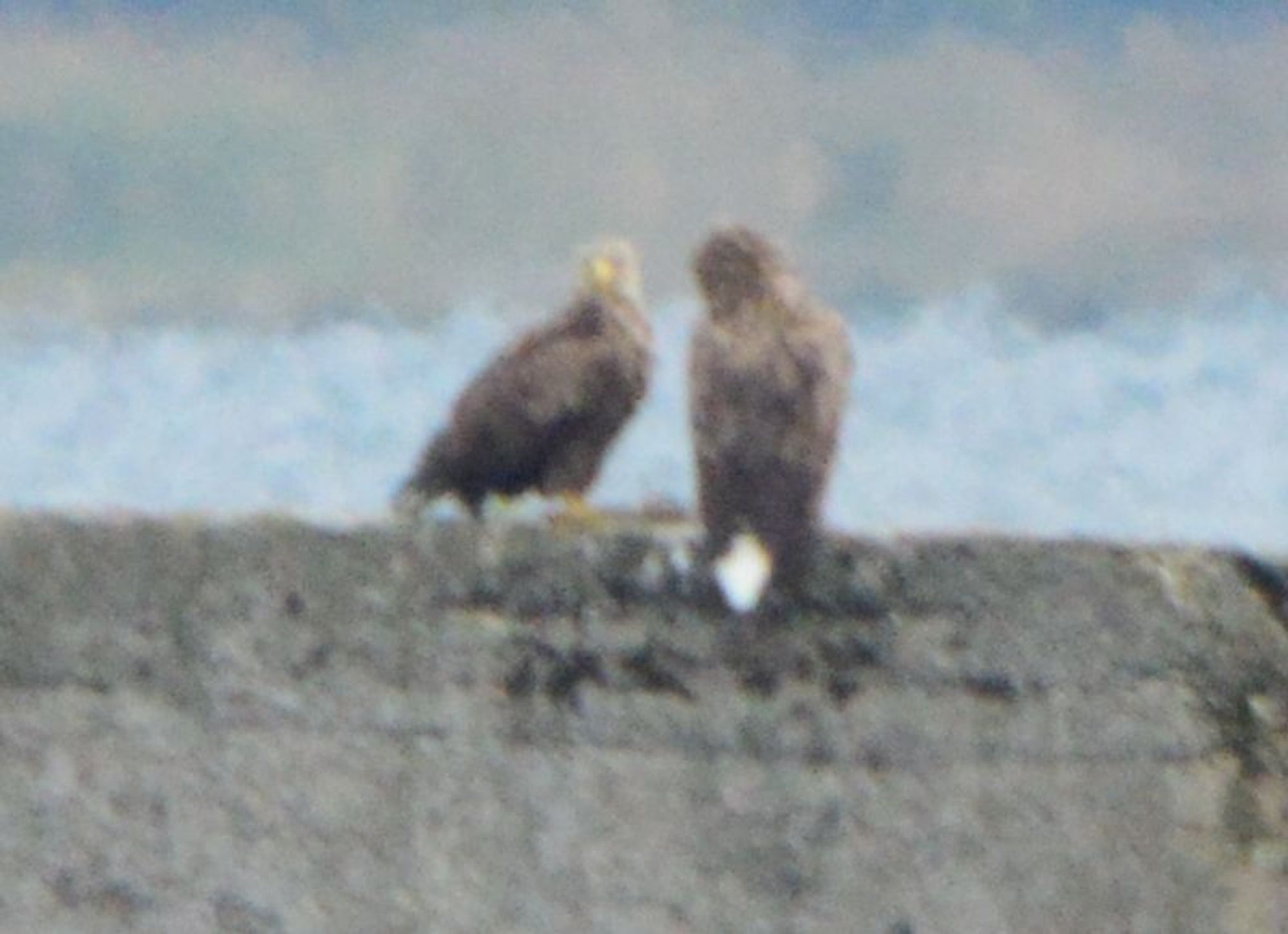 Blurry and grainy image of two large brown eagles sitting on a concrete block.