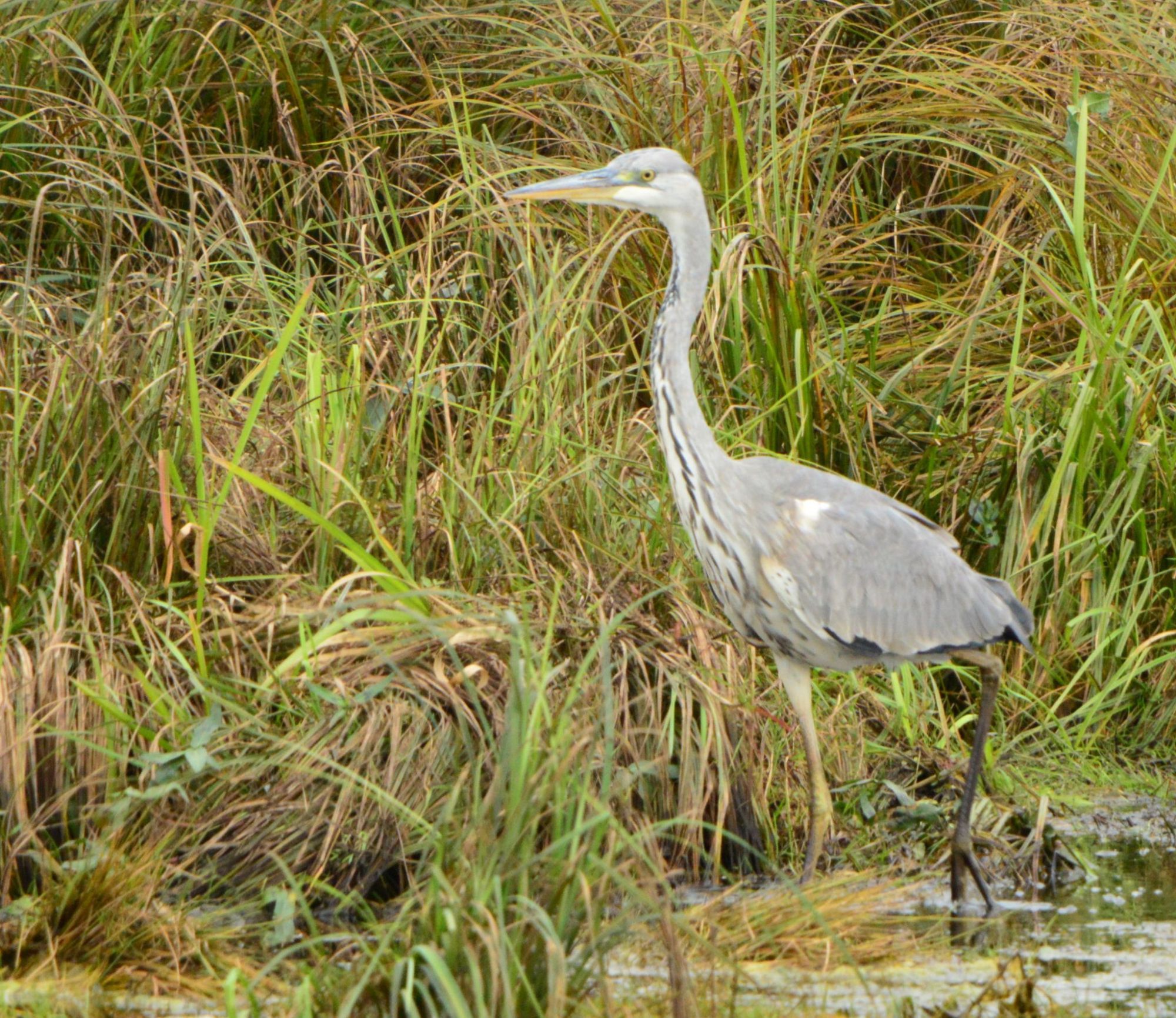 A large grey bird with long legs and long neck walking along a pool of water, with long reeds or grasses in the background.