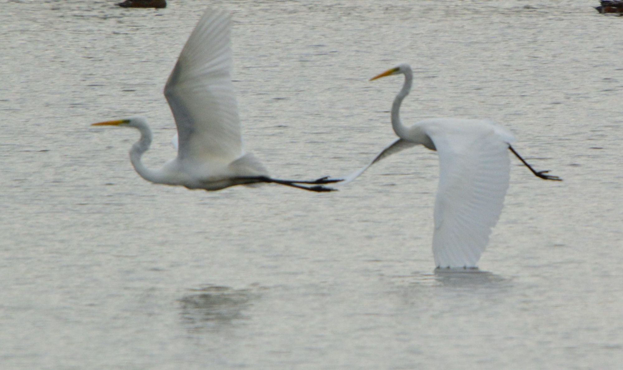 Two large white birds with long necks, long yellow beaks and long black legs flying just above the surface of a lake. The trailing bird is hitting the surface of the water with the tip of its left wing.