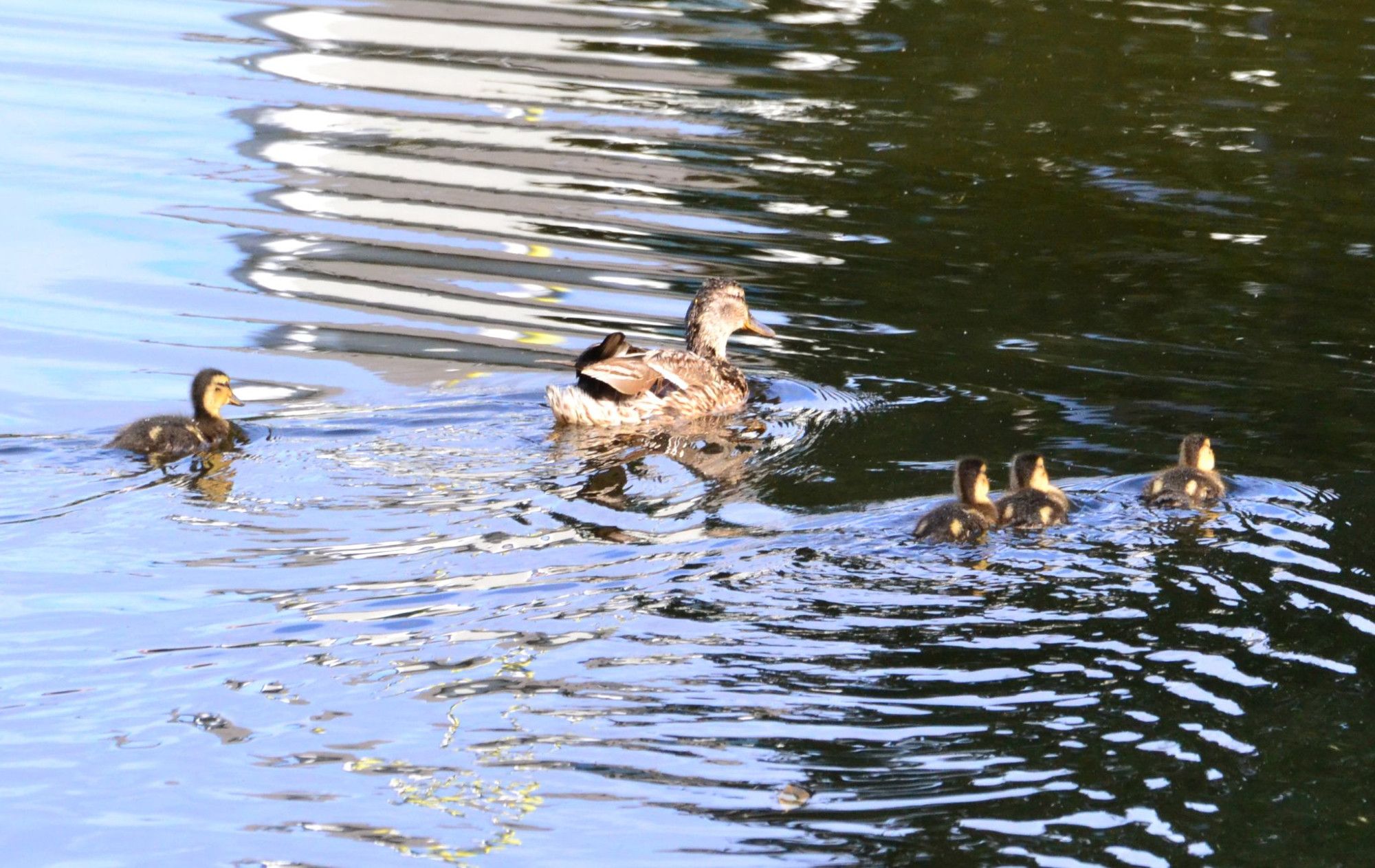 A female mallard swimming in a river with her ducklings.