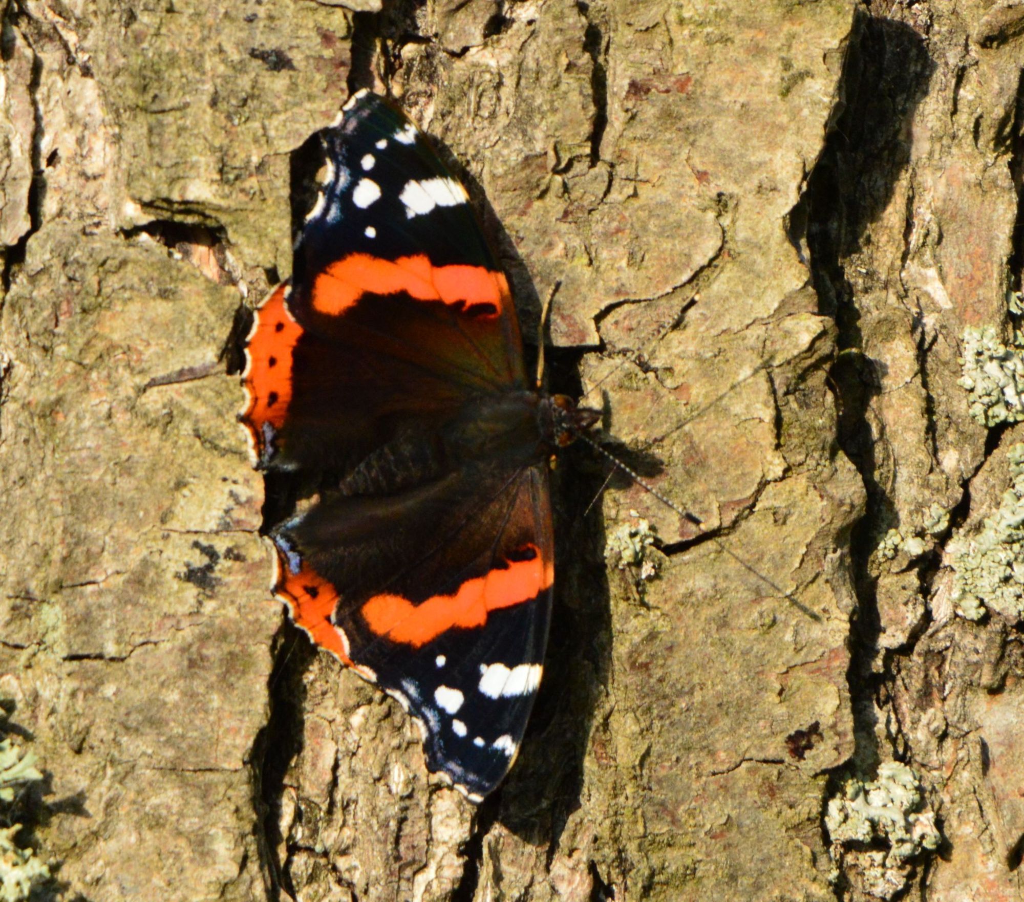 A butterfly with (from the body towards the tips) brown, orange and black wings with white dots on the wing tips, sitting on the bark of a tree trunk, head towards the right.