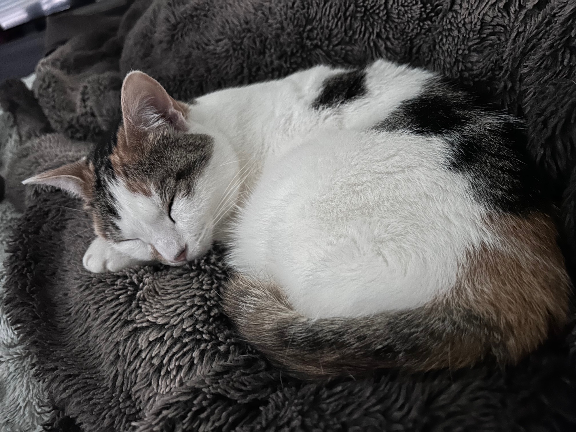 white cat with black and brown spots sleeping on a brown fur blanket