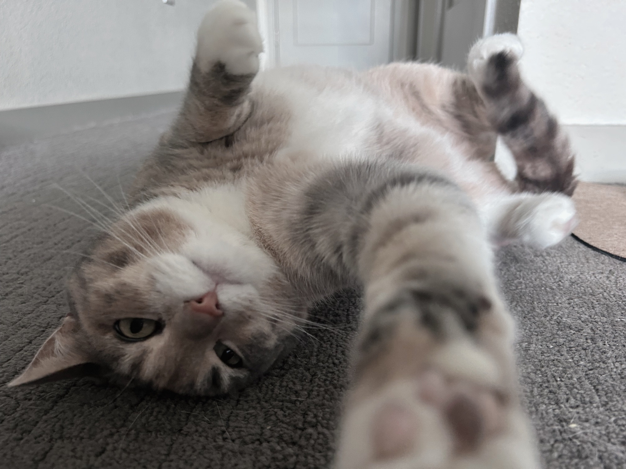 brown, grey, and white cat Laying on back, paw stretching toward camera