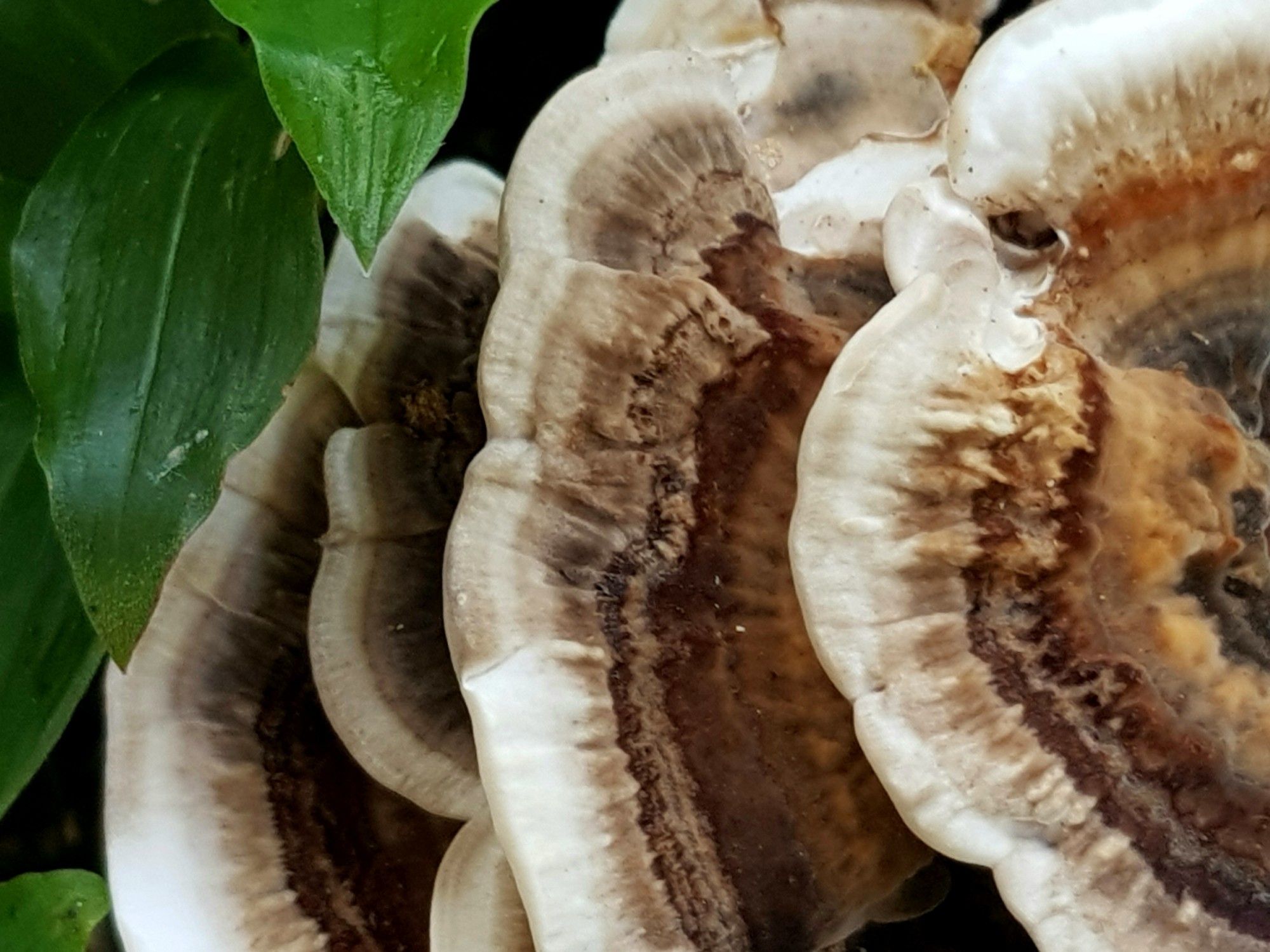 The overlapping, curved frilly edges of a leathery bracket fungus. There are four overlaps in this stranfe and beautiful stack of wood-eating organisms, each only partially shown. Every fungoid plate has a creamy beige border, like a thick, puckery-skinned ear, surrounding flatter rings of deeper and caramel brown. A hint of the centre of the top 'wheel' is seen, a crumple of charcoal. Pointed green leaves drape at left, a lovely dampshine contrast to the mushroomy warm tones.