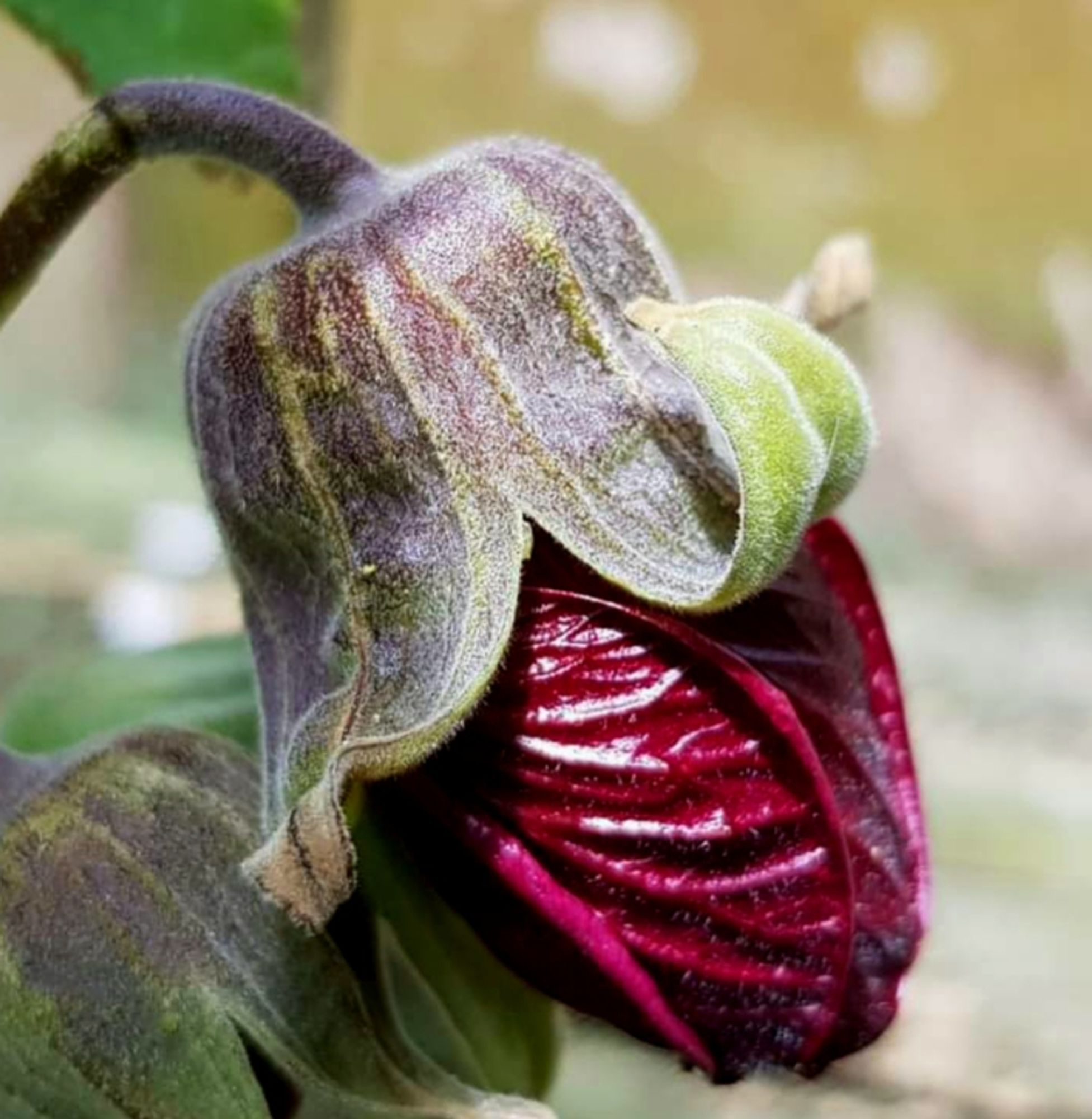 An abutilon (Chinese Lantern) flowerbud. It's in profile, dangling downward from the just-popped star-cup of a bract which still half-sheathes it.
Its petals are tightly closed, and heavily wrinkled - it hangs like a lightly pointed cabbage of the deepest, most saturate crimson you can imagine. The bract is a contrast of fuzzy grey-green, one pointed ear curled back like a question, a perky pigtail, a questy demon tongue.