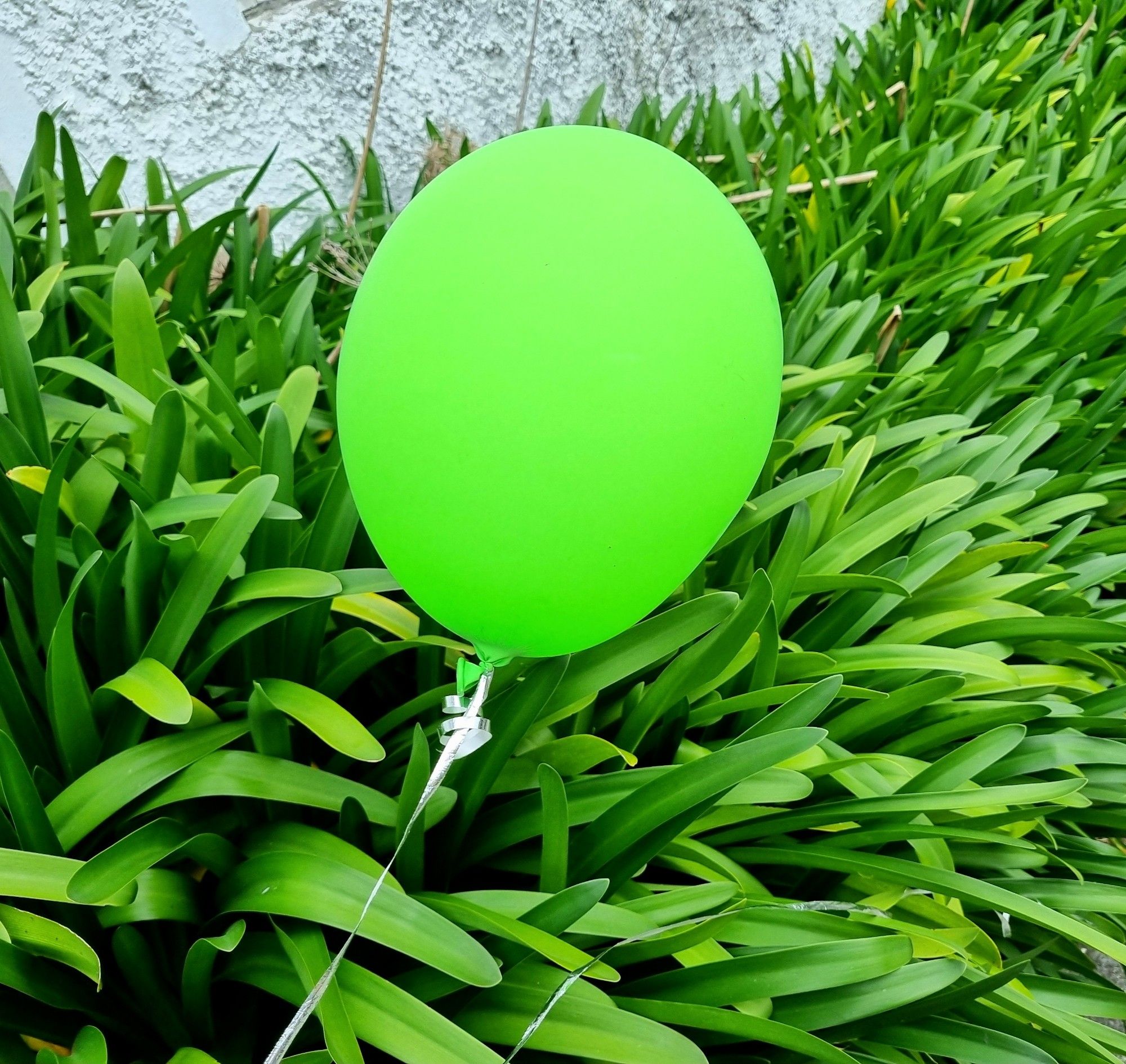 A found bright lime green balloon with a silver string. It's held against green roadside agapanthus leaves and a hint of white stucco wall.