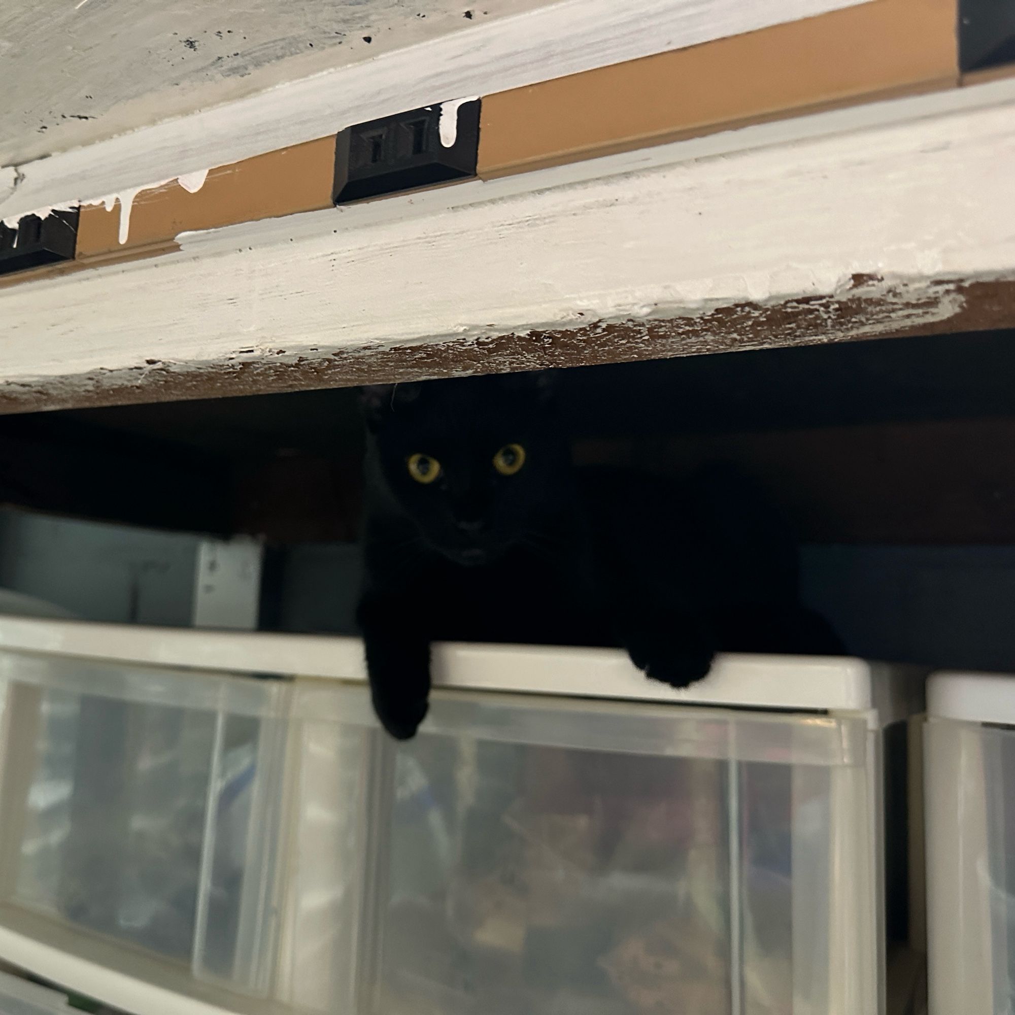 A small black cat hiding in the gap between a set of plastic storage drawers below and a desk above