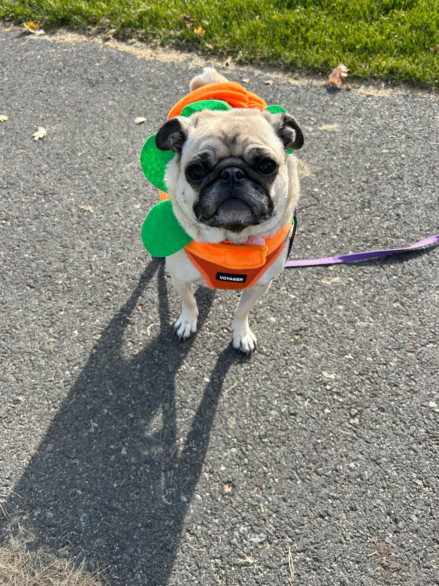 Pug saying cheese!