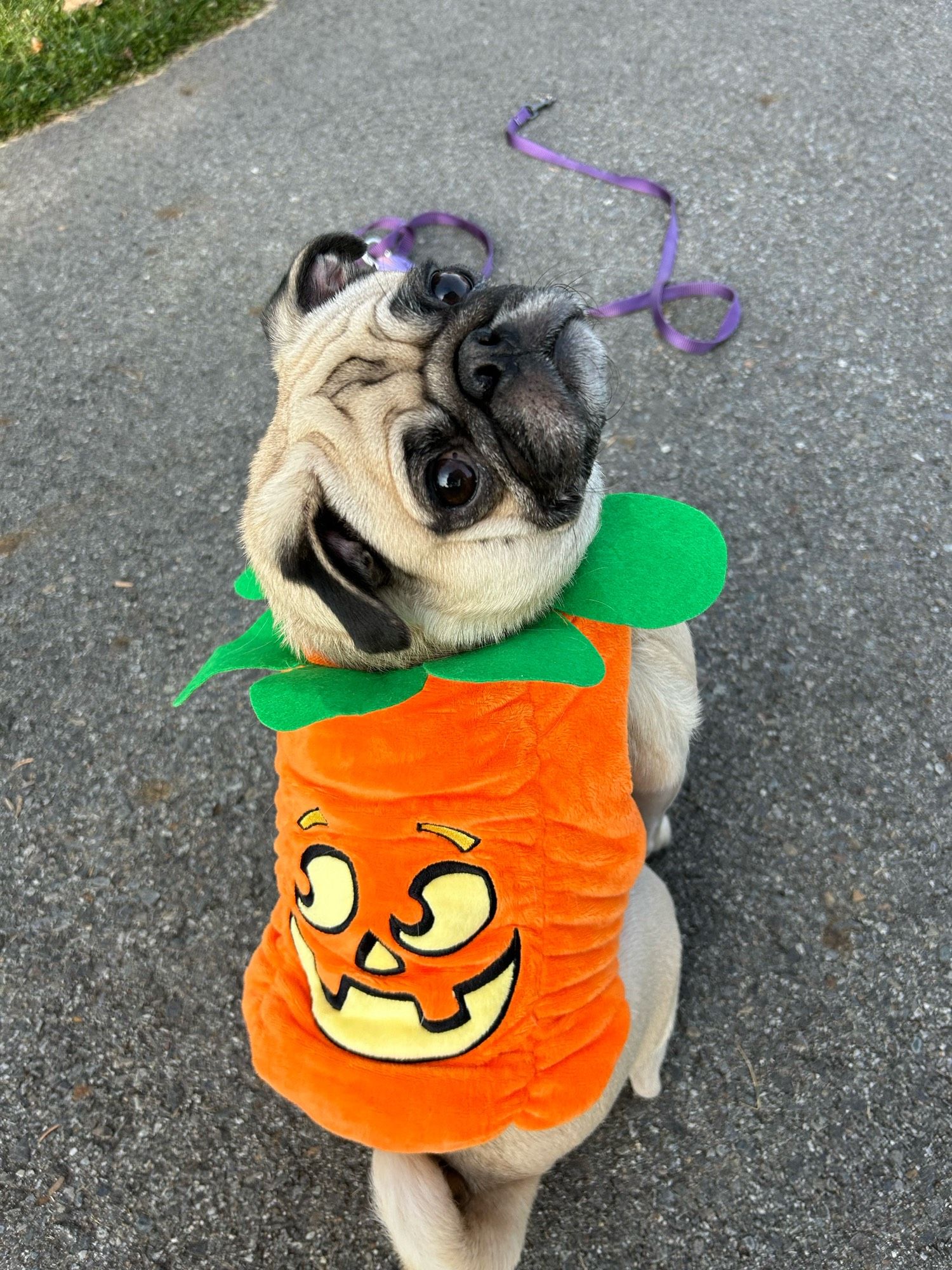 Pug wearing pumpkin costume.