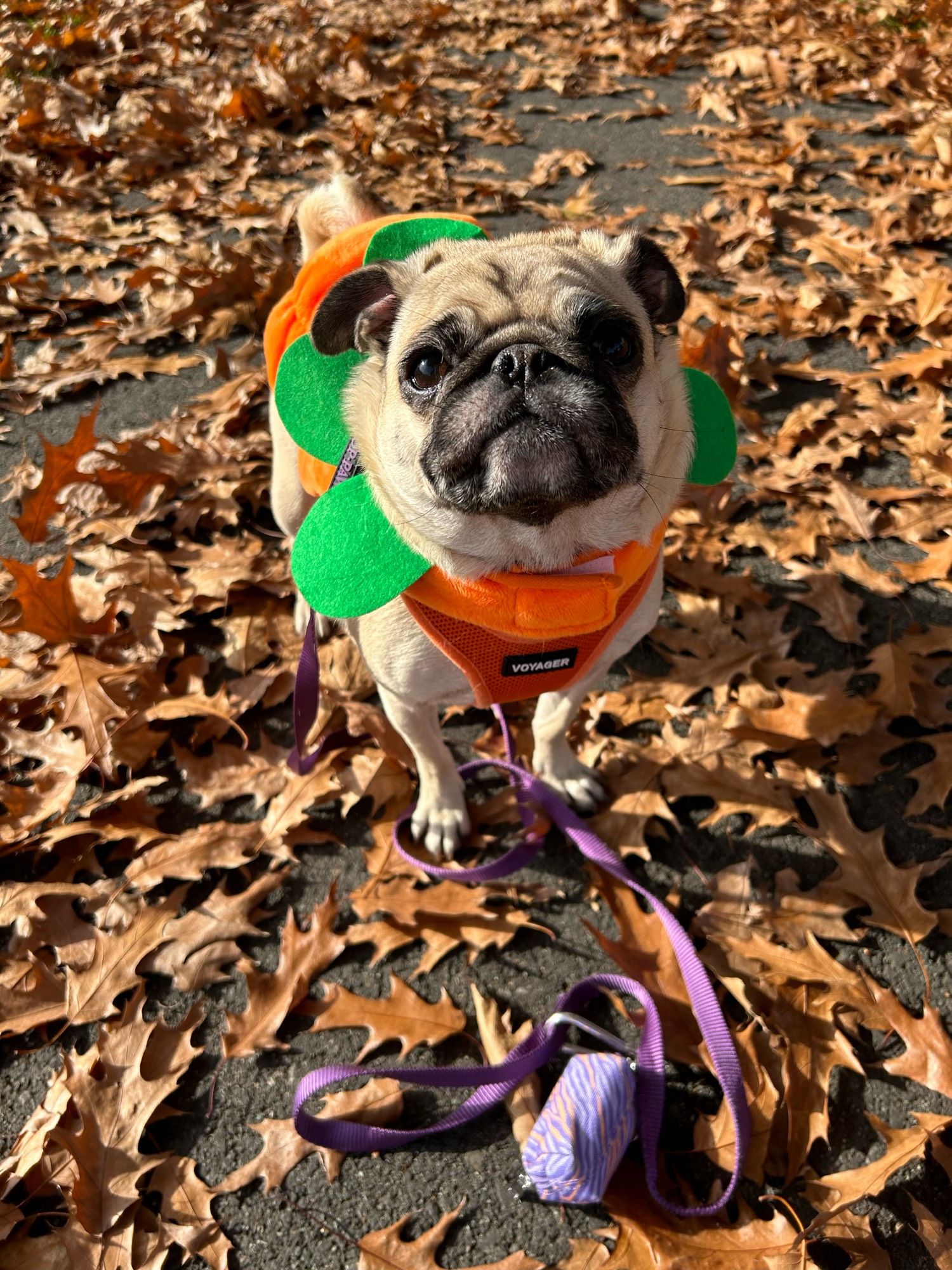 Pug wearing pumpkin 🎃 costume and standing in leaves.