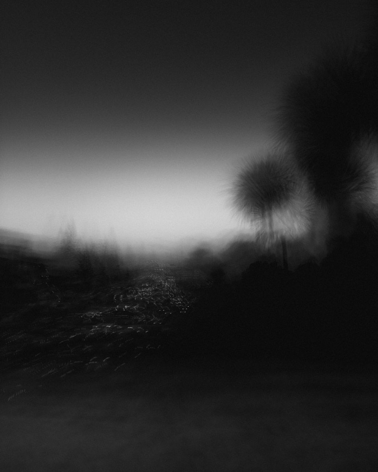 Dark and blurry soft black and white photograph with pom-pom cabbage trees presiding over a strange procession of lights streaming through the darkened landscape 