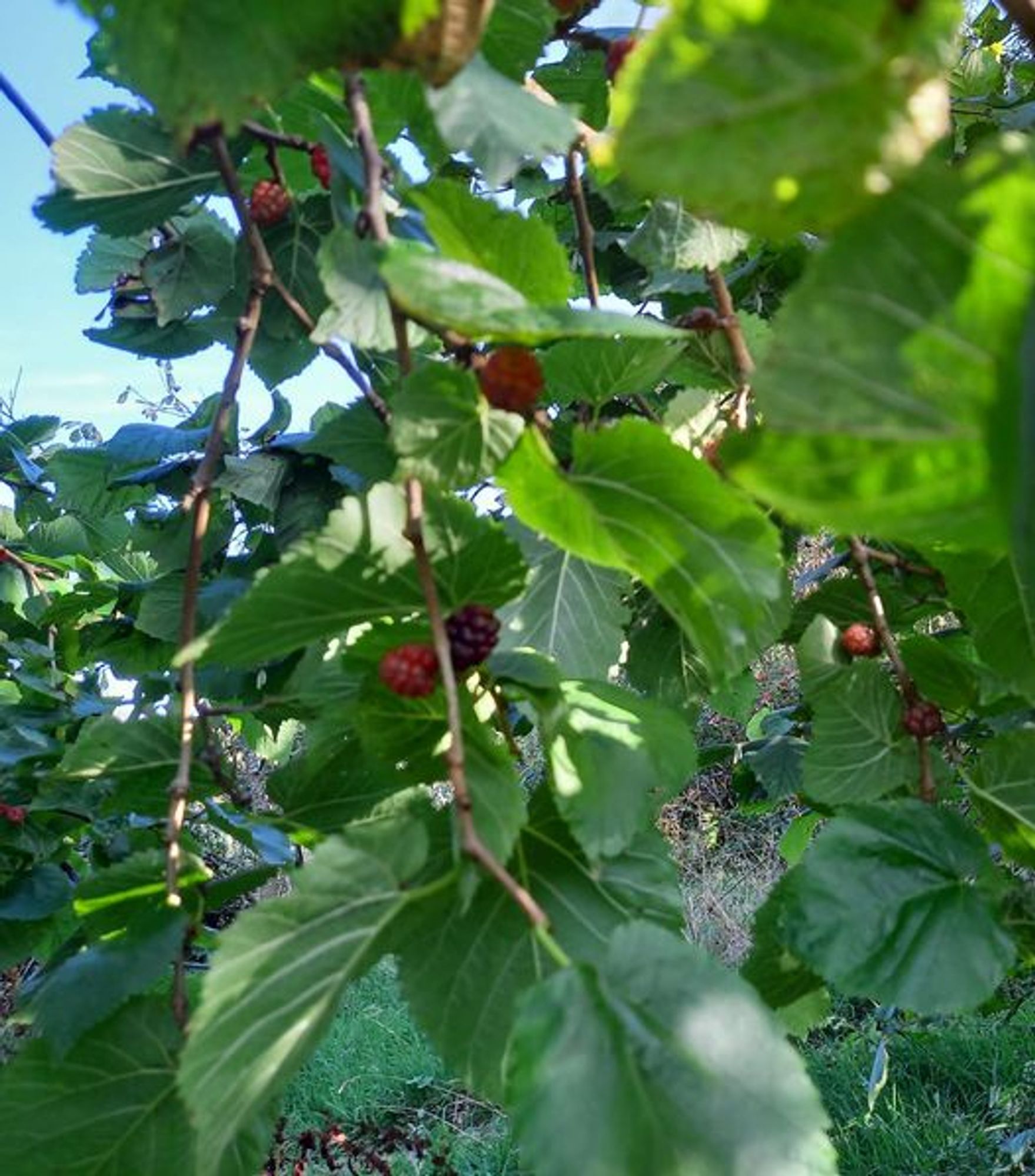 Image is of green leaves against a blue sky, with small red / purple fruits amongst the leaves.