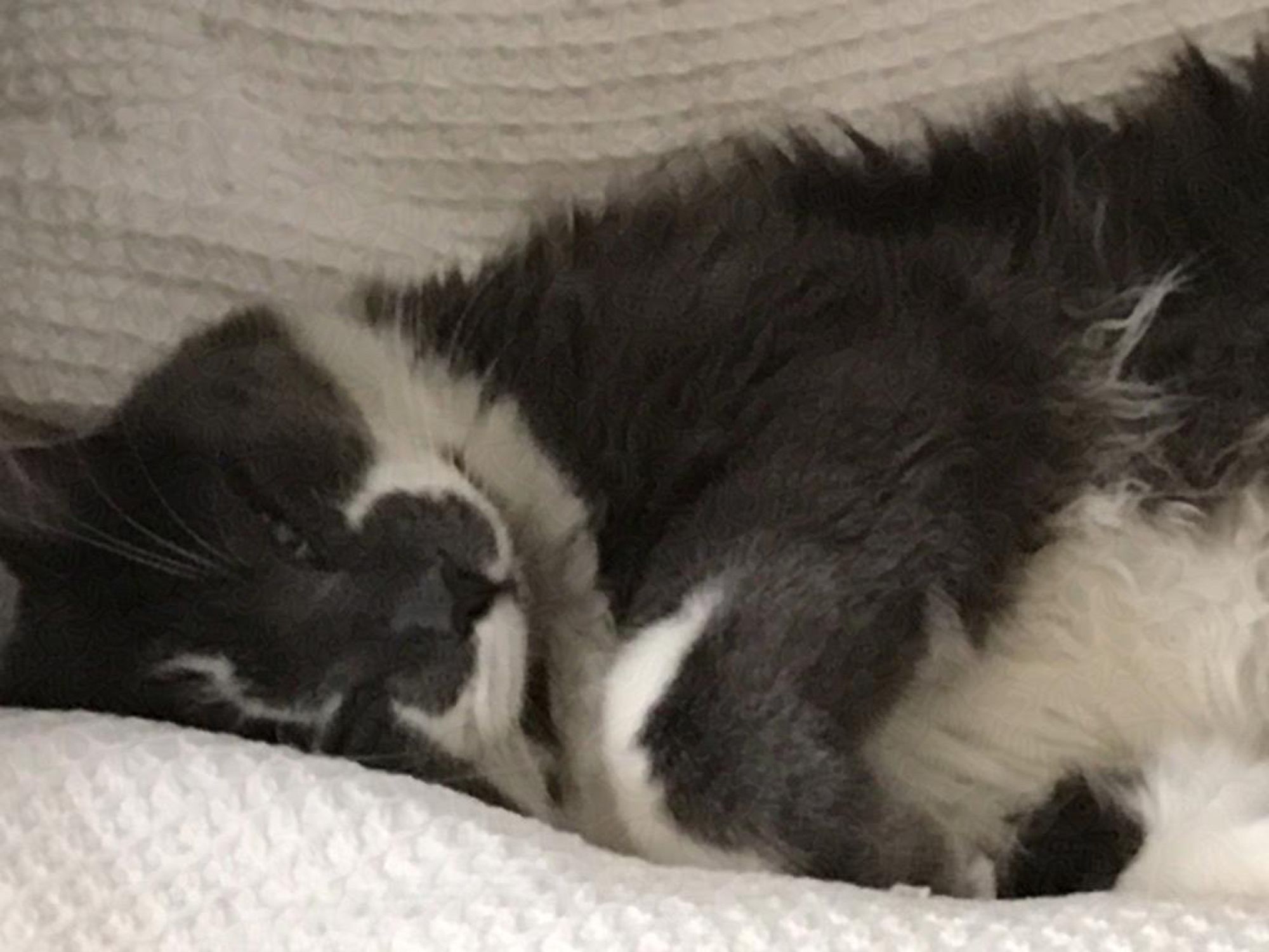 my cat Harry on a waffle textured blanket. he is lying on his side looking at the camera with partially closed eyes. he looks happy in this picture and I think he is. (he's mostly happy except when I annoy him.) he has a very tempting white belly that looks and is very floofy but do not pet, it is a trap. he also has a white lightning bolt marking on his grey forehead and the longest whiskers.