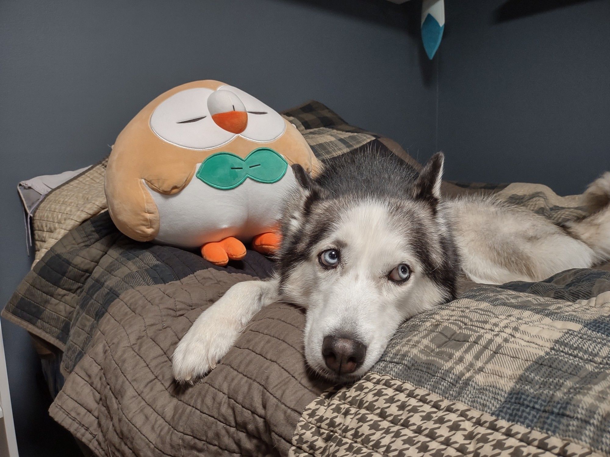 My recently adopted Siberian Husky sitting on my bed with a rather large Pokemon plush doll (Rowlet)