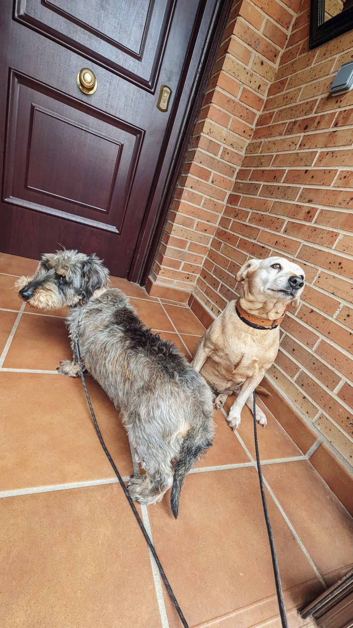 Nova, un perro salchicha que mira por encima a cámara, y Jaya a su lado mirando al infinito en el porche de una casa