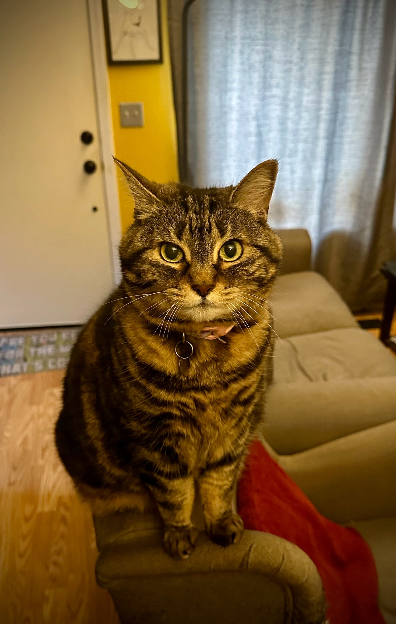 Pants the cat sitting on the back of an armchair, staring directly ahead