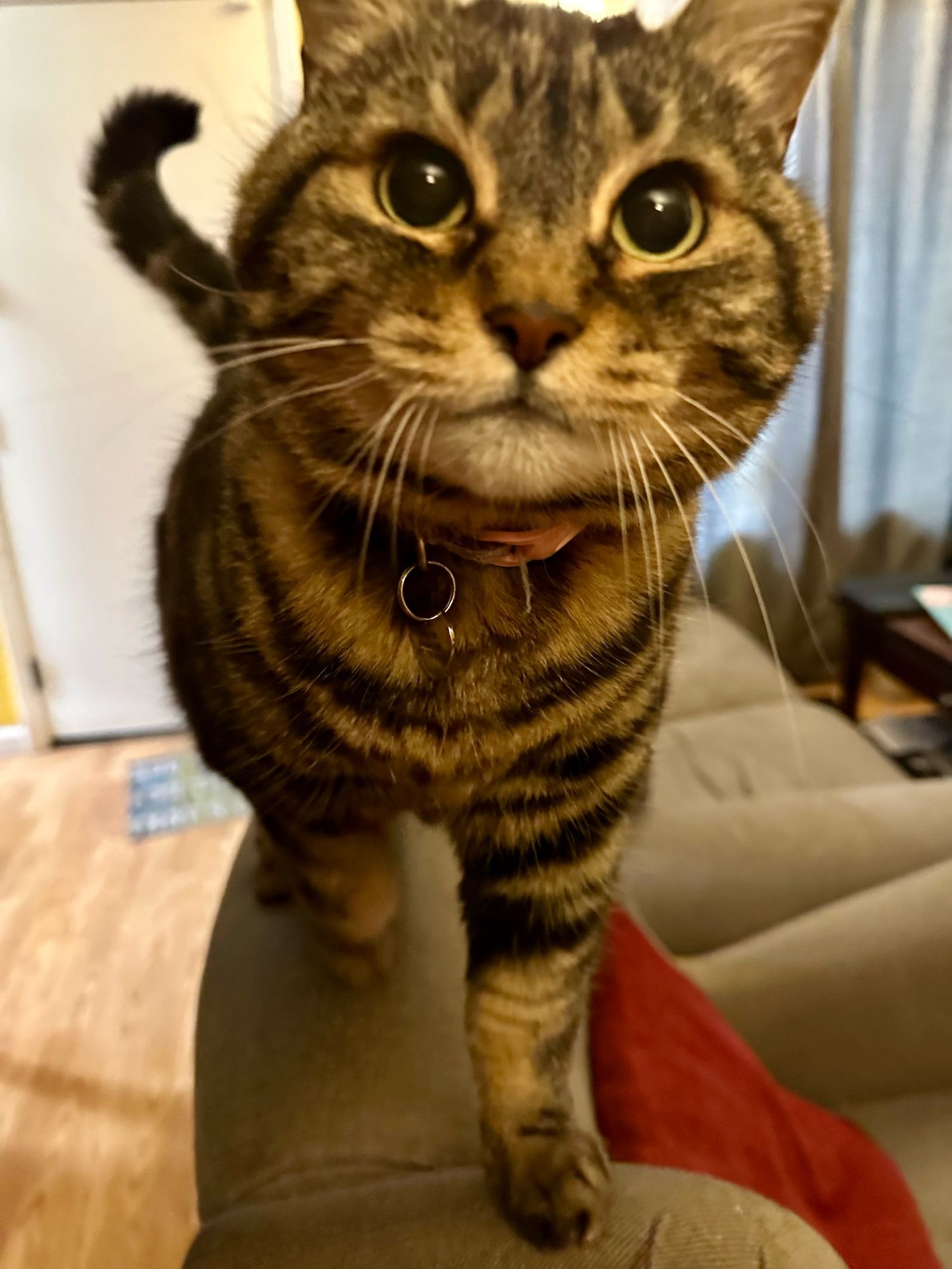 Pants, the cat walking over on the back of an armed chair to look at the camera