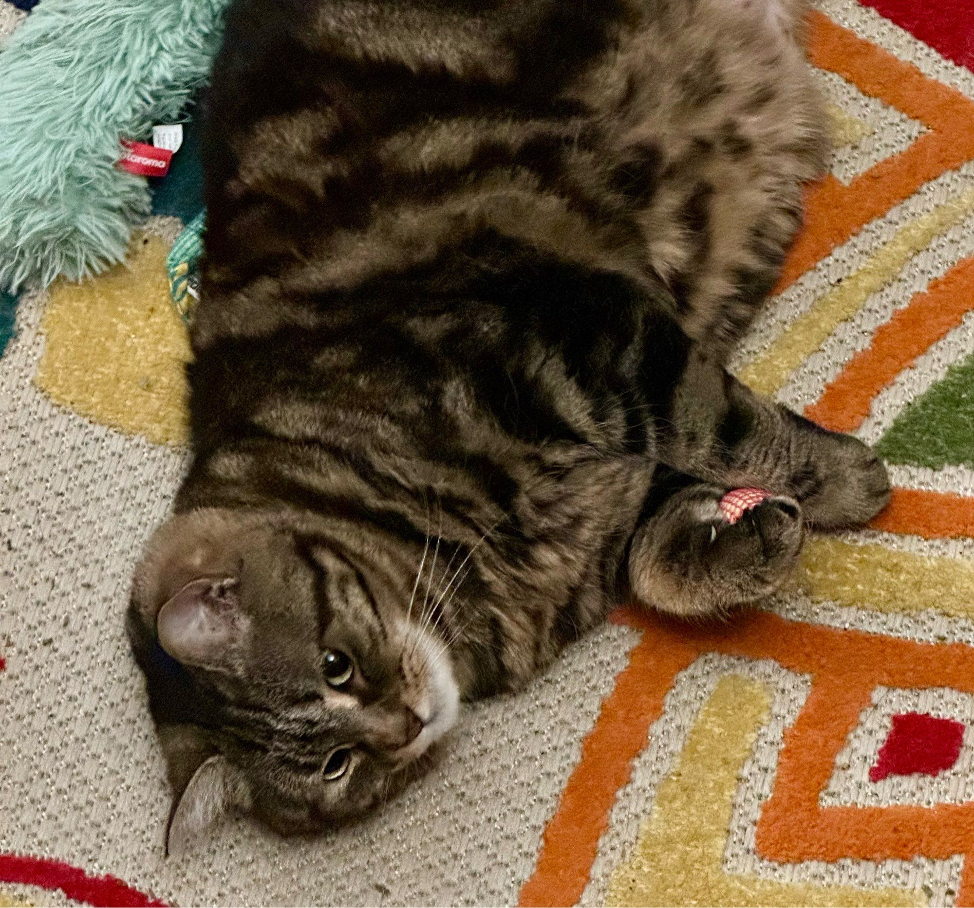 Pants the cat laying on a rug with a small mouse toy in her paws