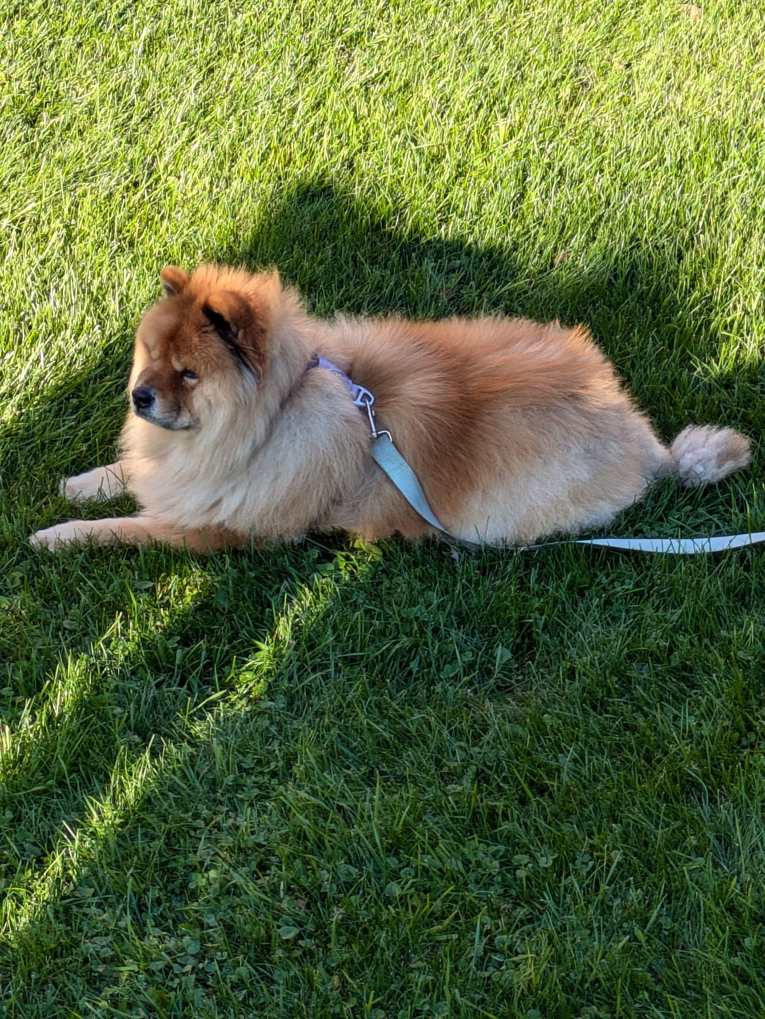 Chicken nugget of a chow chow sitting in backyard grass