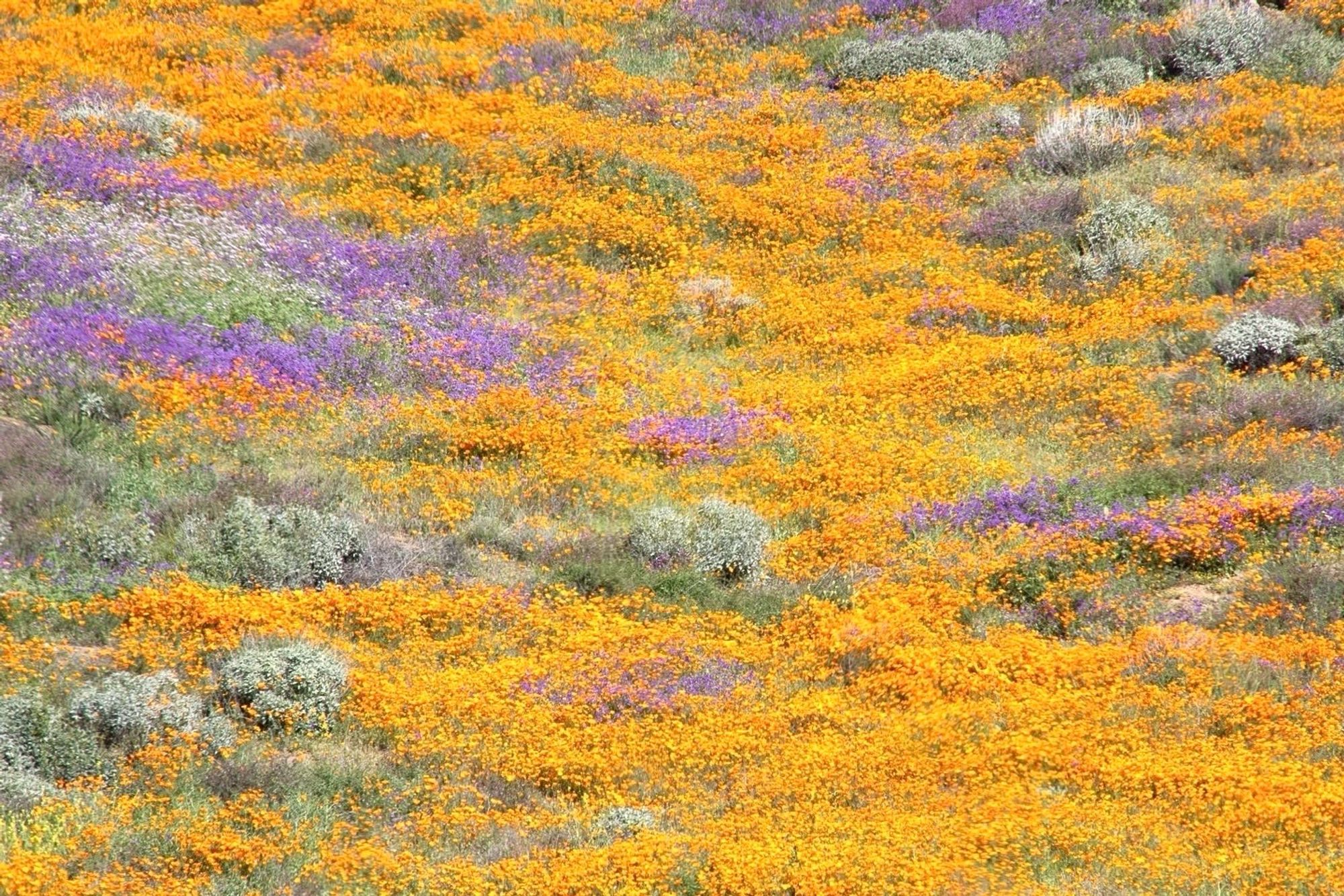 Photo of a carpet of wildflowers- orange poppies and purple lupine.