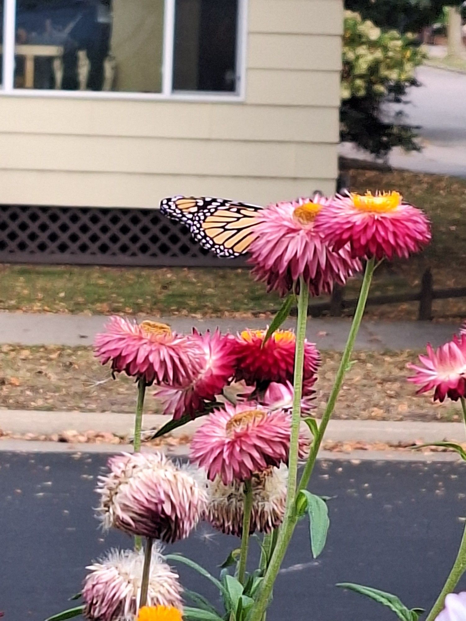 Monarch butterfly sitting on a red strawflower.