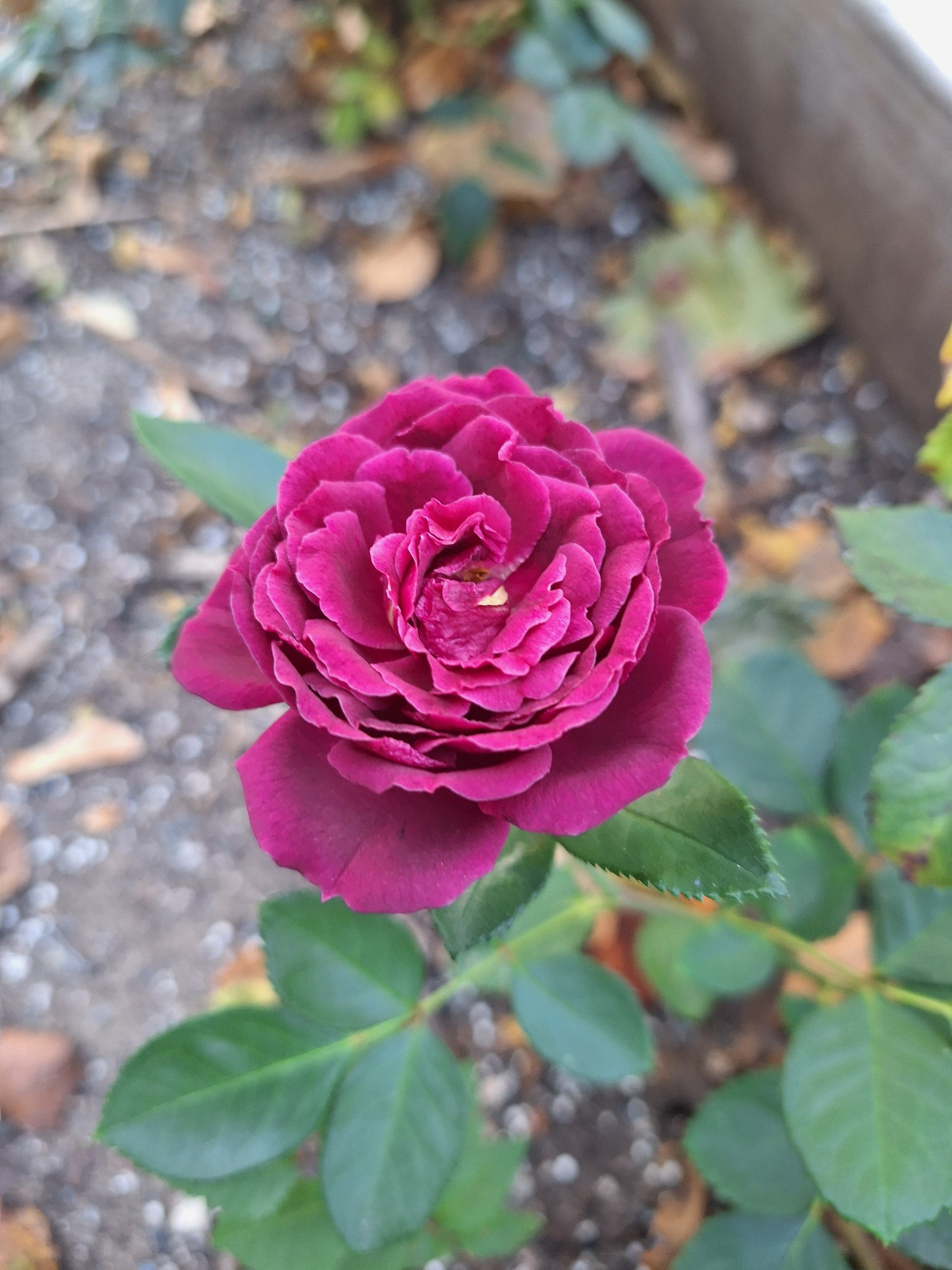 A single purple bloom of an Ebb Tide rose.