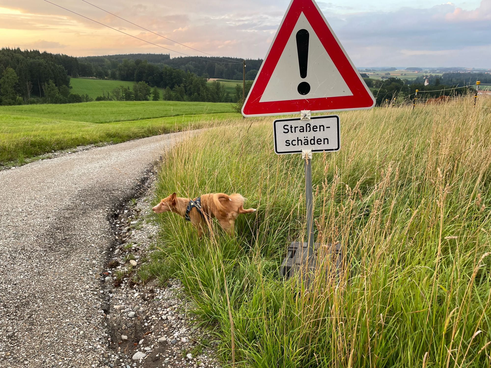 Portrait eines portugiesischen Podencos im bayrischen Umfeld beim bieseln .