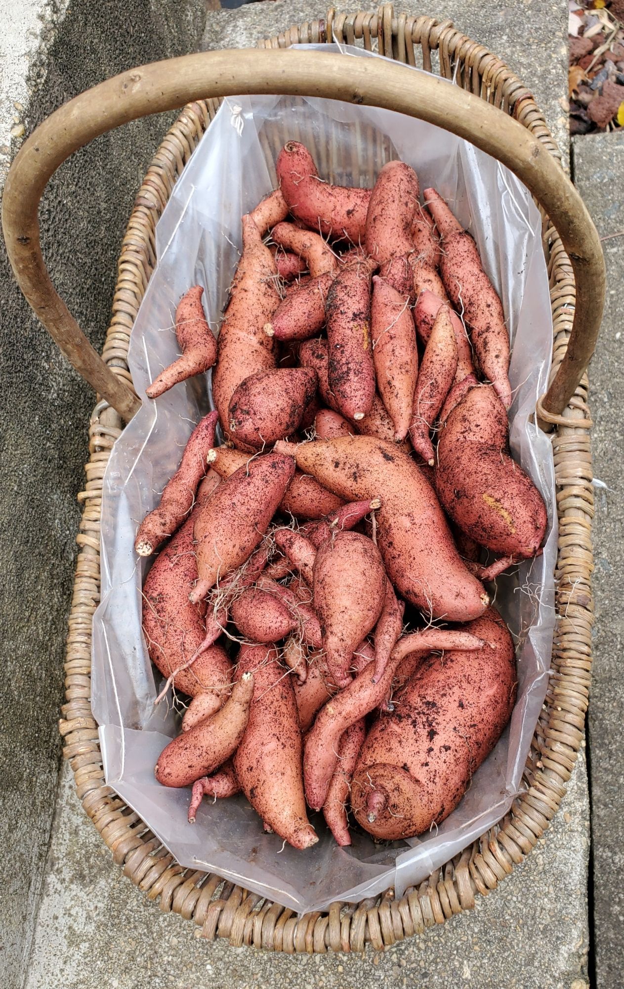 An oval wicker basket, filled with freshly harvested sweet potatoes.